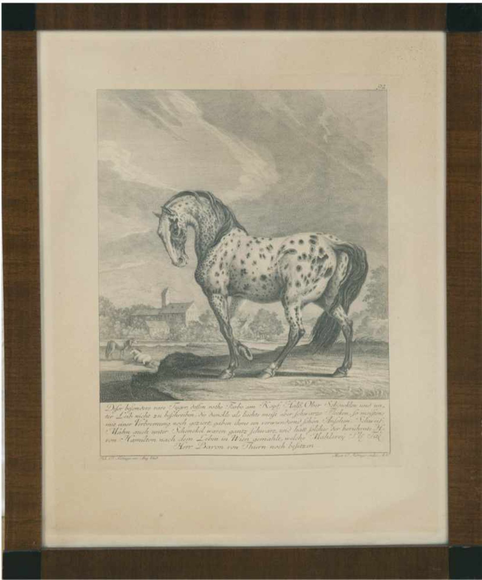 Ridinger, Johann Elias (1698 Ulm-1767 Augsburg) "Dieser besonders rare Tyger, dessen roteFarbe am