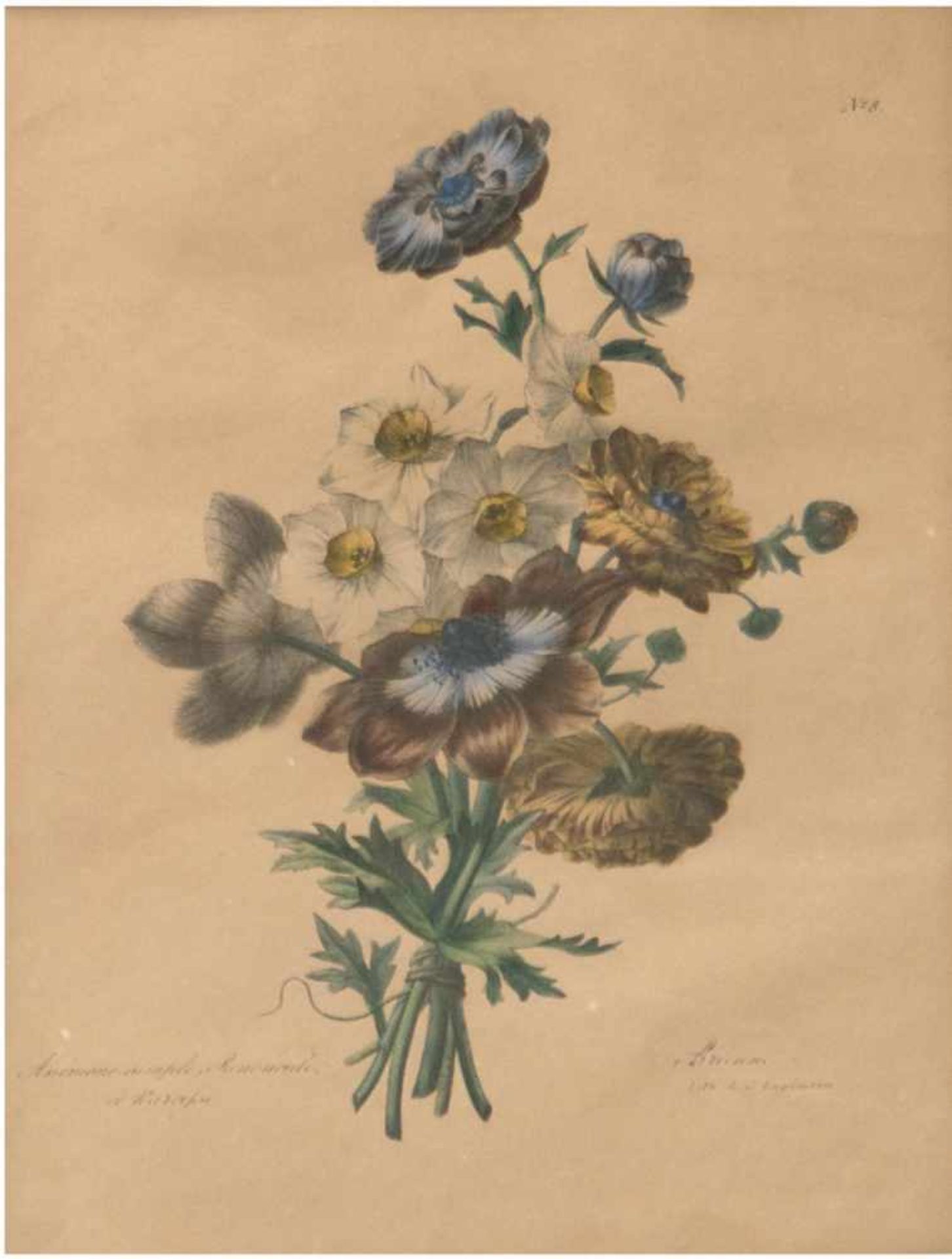 Engelmann, Godefroy (oder Gottfried Engelmann; (1788 in Mülhausen-1839 ebenda) "Anemonenals Strauß