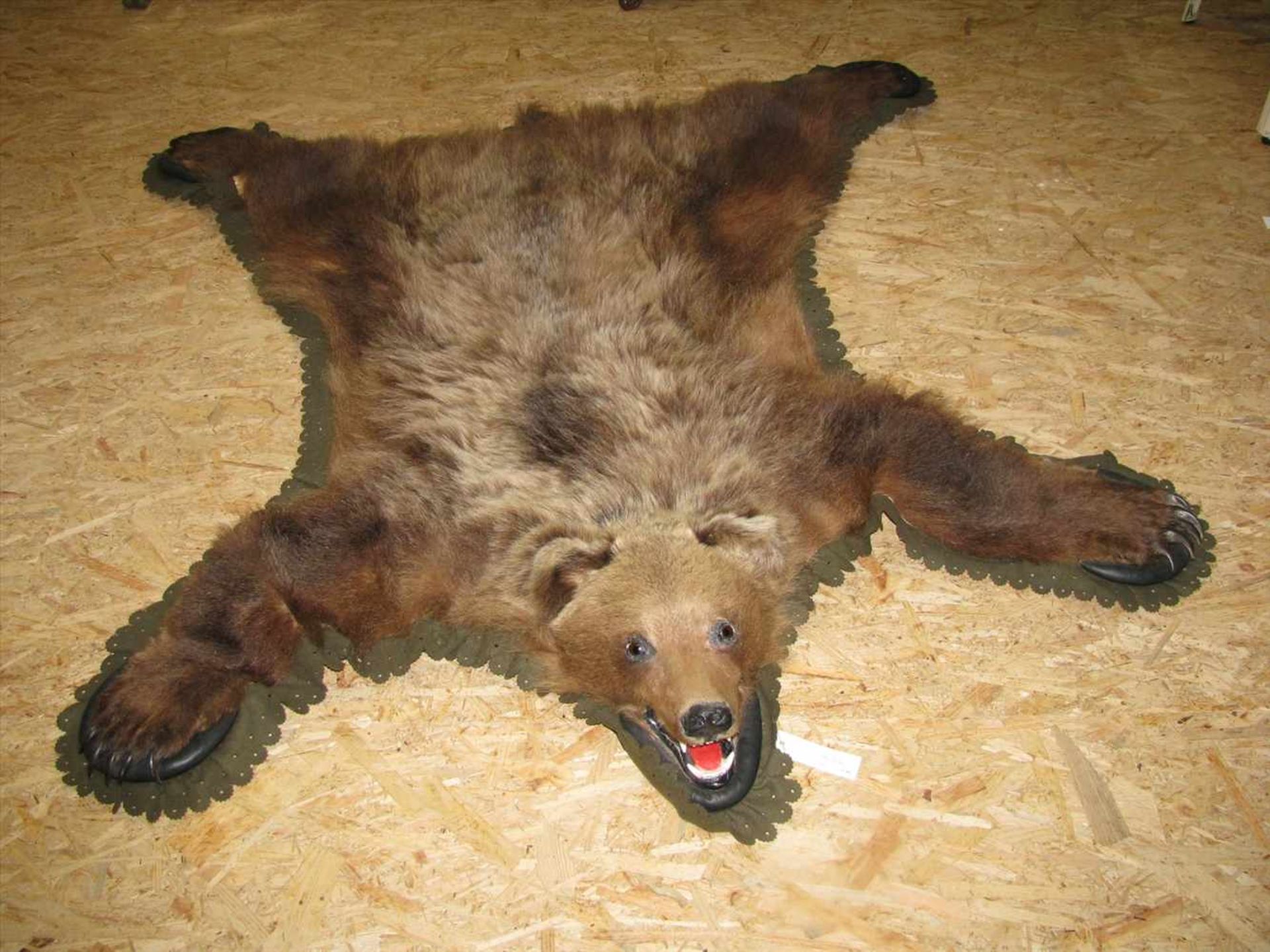 Altes Bärenfell mit Kopf, Kopfpräparat, ca. 180 x 155 cm.