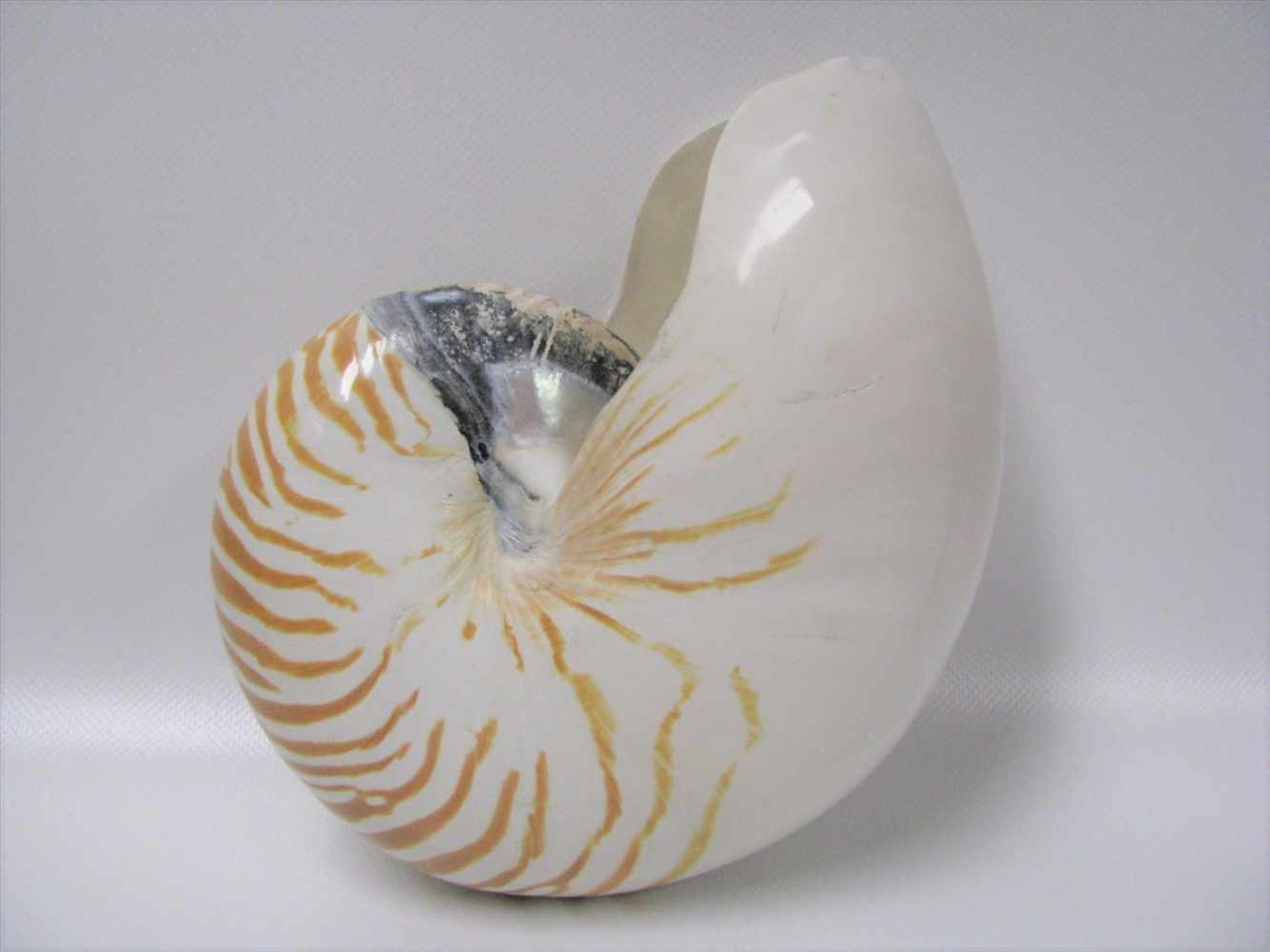 Nautilus pompilius (Perlboot), 16 x 20 x 10,5 cm.