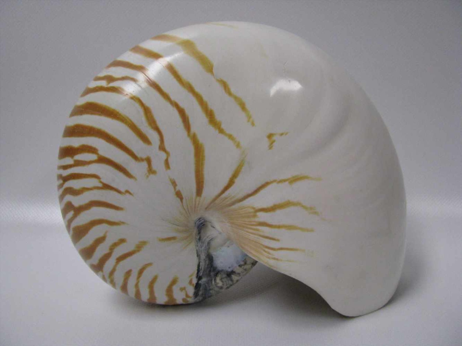 Nautilus pompilius (Perlboot), 16 x 20 x 10,5 cm. - Bild 2 aus 2