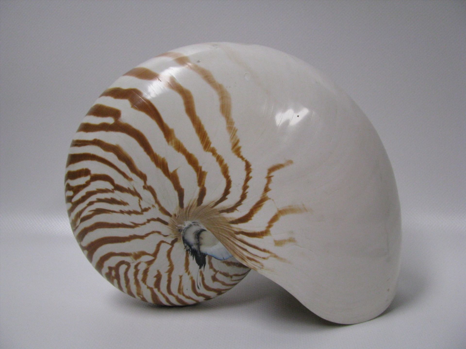 Nautilus pompilius (Perlboot), 2 kleine Besch., 17,5 x 21 x 11 cm.- - -19.00 % buyer's premium on