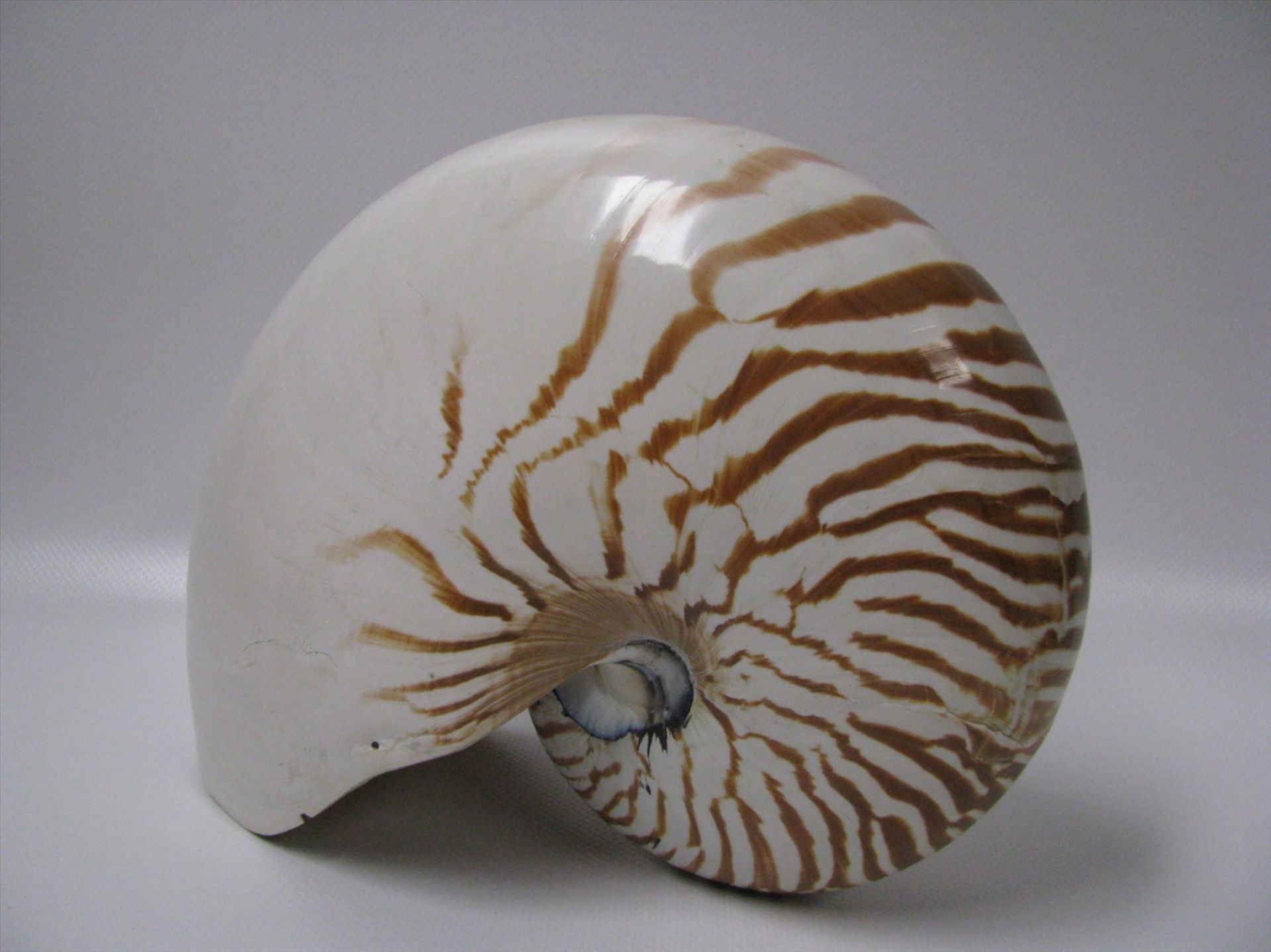 Nautilus pompilius (Perlboot), 2 kleine Besch., 17,5 x 21 x 11 cm.- - -19.00 % buyer's premium on - Bild 2 aus 2