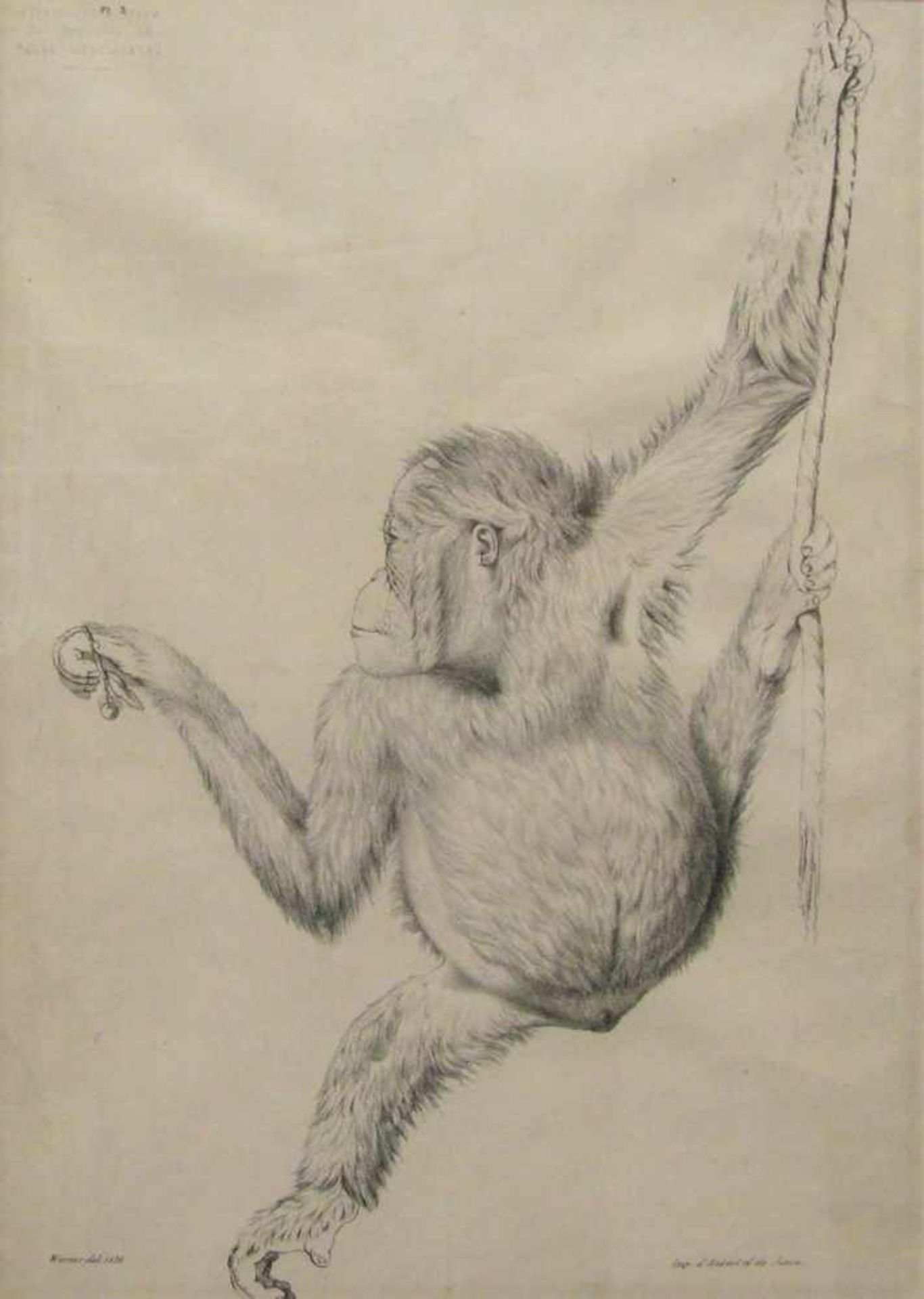 Lithografie, um 1836, "Orang Utan", li.u.bez. "Werner", 35 x 25,5 cm, R.- - -19.00 % buyer's premium