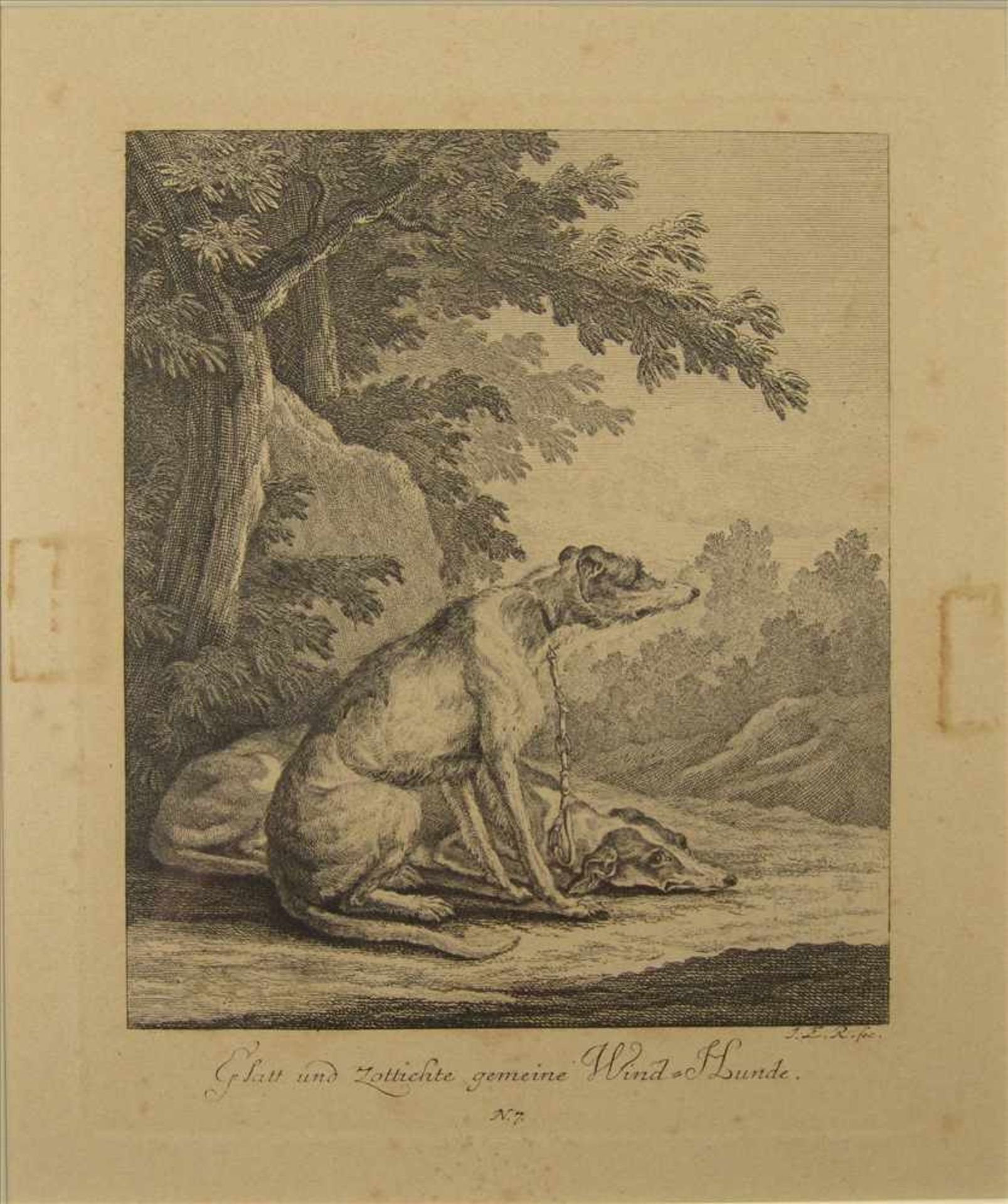 Johann Elias Ridinger (1685-1767), 4 Kupferstiche, Hunde, um 1780, sichtbares Blattmaß jeweils ca. - Bild 4 aus 4