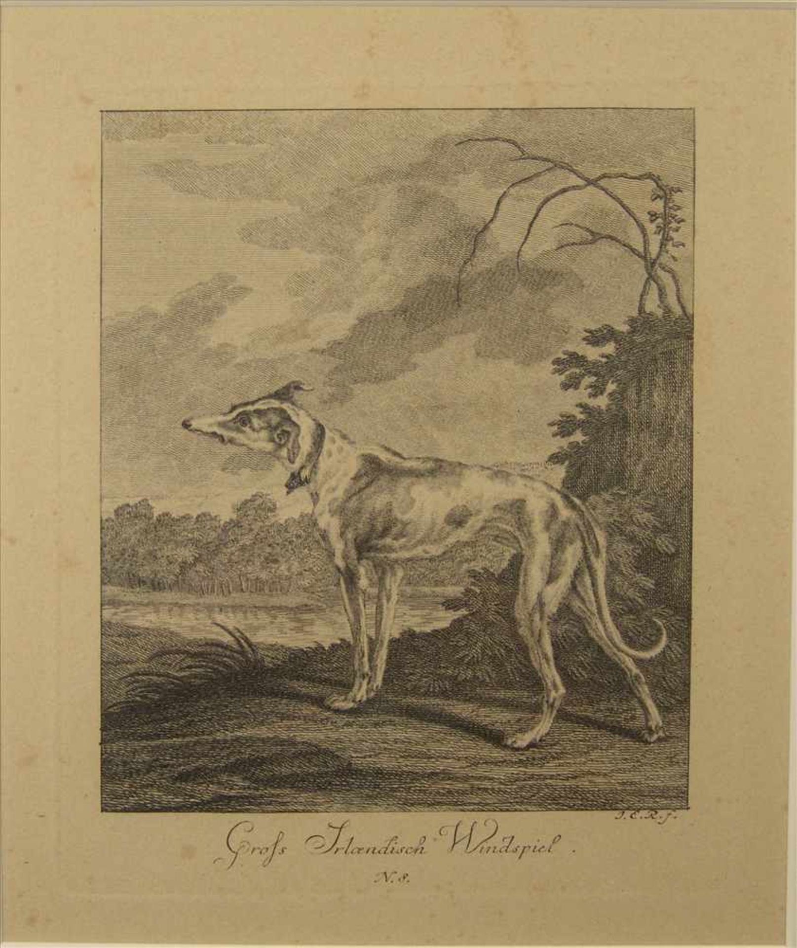 Johann Elias Ridinger (1685-1767), 4 Kupferstiche, Hunde, um 1780, sichtbares Blattmaß jeweils ca. - Bild 3 aus 4