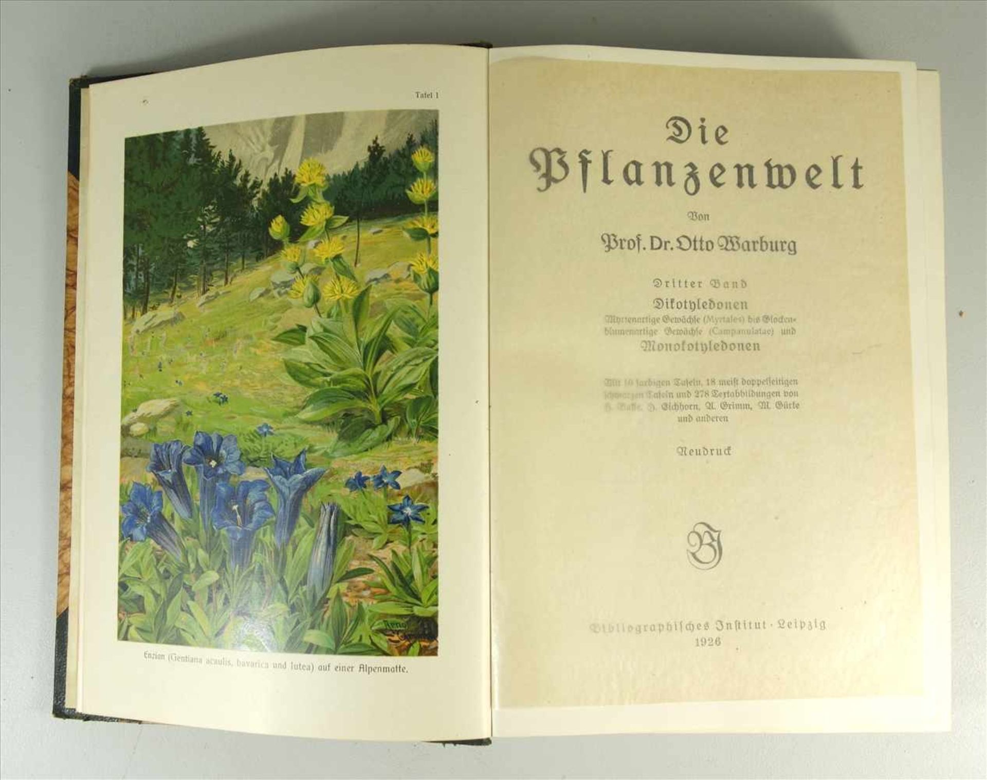 Die Pflanzenwelt von Prof.Dr.Otto Warburg in 3 Bdn., Bibliographisches Institut, Leipzig, - Image 2 of 3
