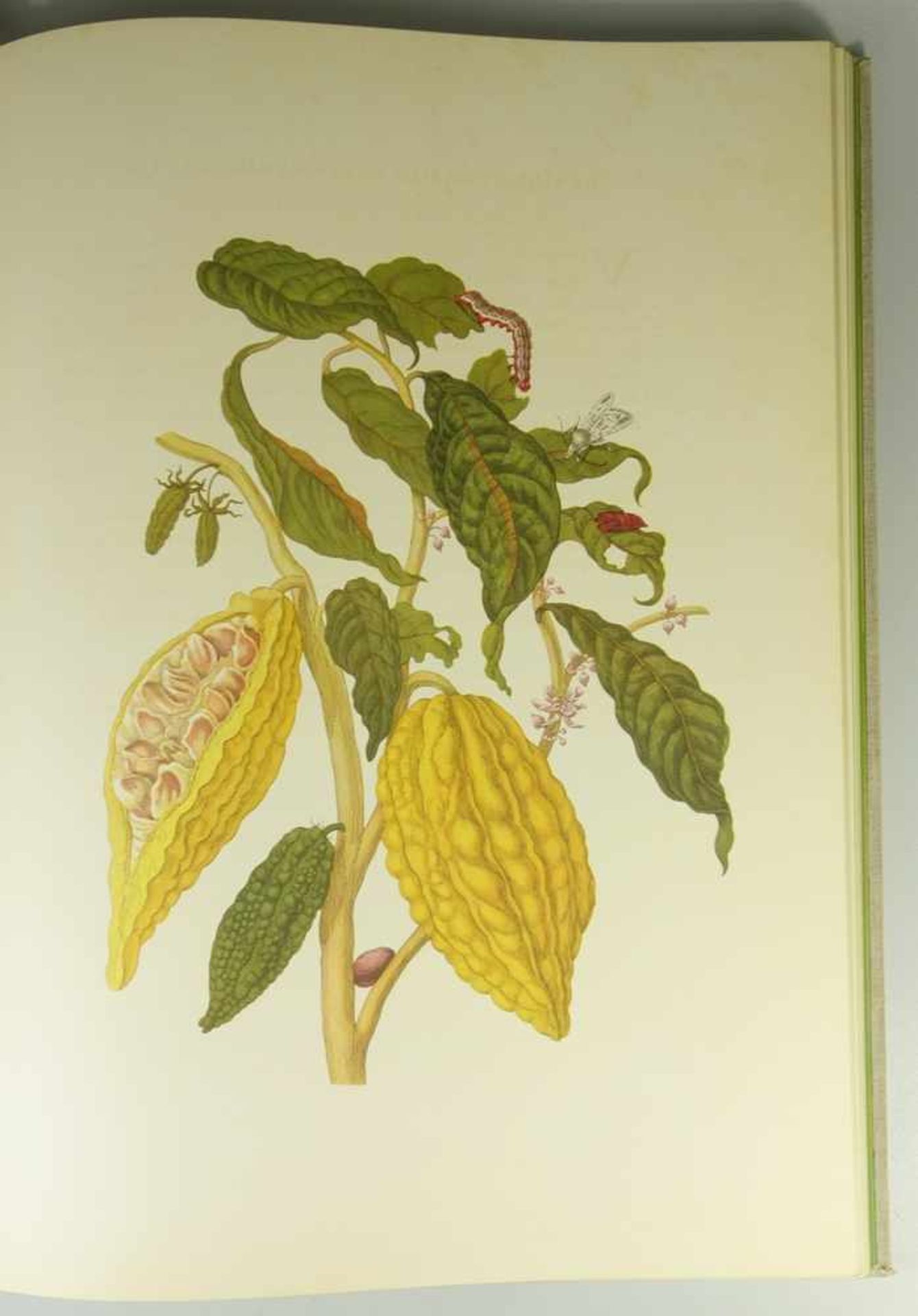 Maria Sibylla Merian, Metamorphosis Insectorum Surinamensium. Ofte Verandering der Surinaamsche - Bild 3 aus 4