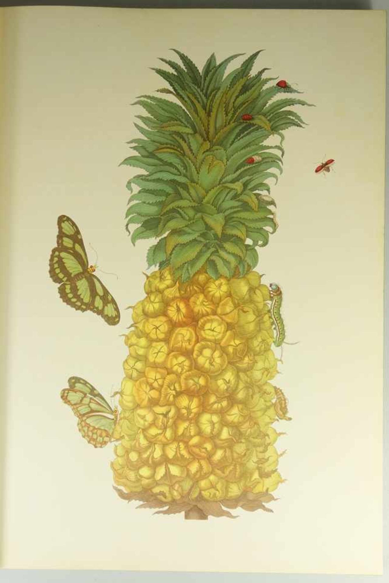 Maria Sibylla Merian, Metamorphosis Insectorum Surinamensium. Ofte Verandering der Surinaamsche - Bild 2 aus 4