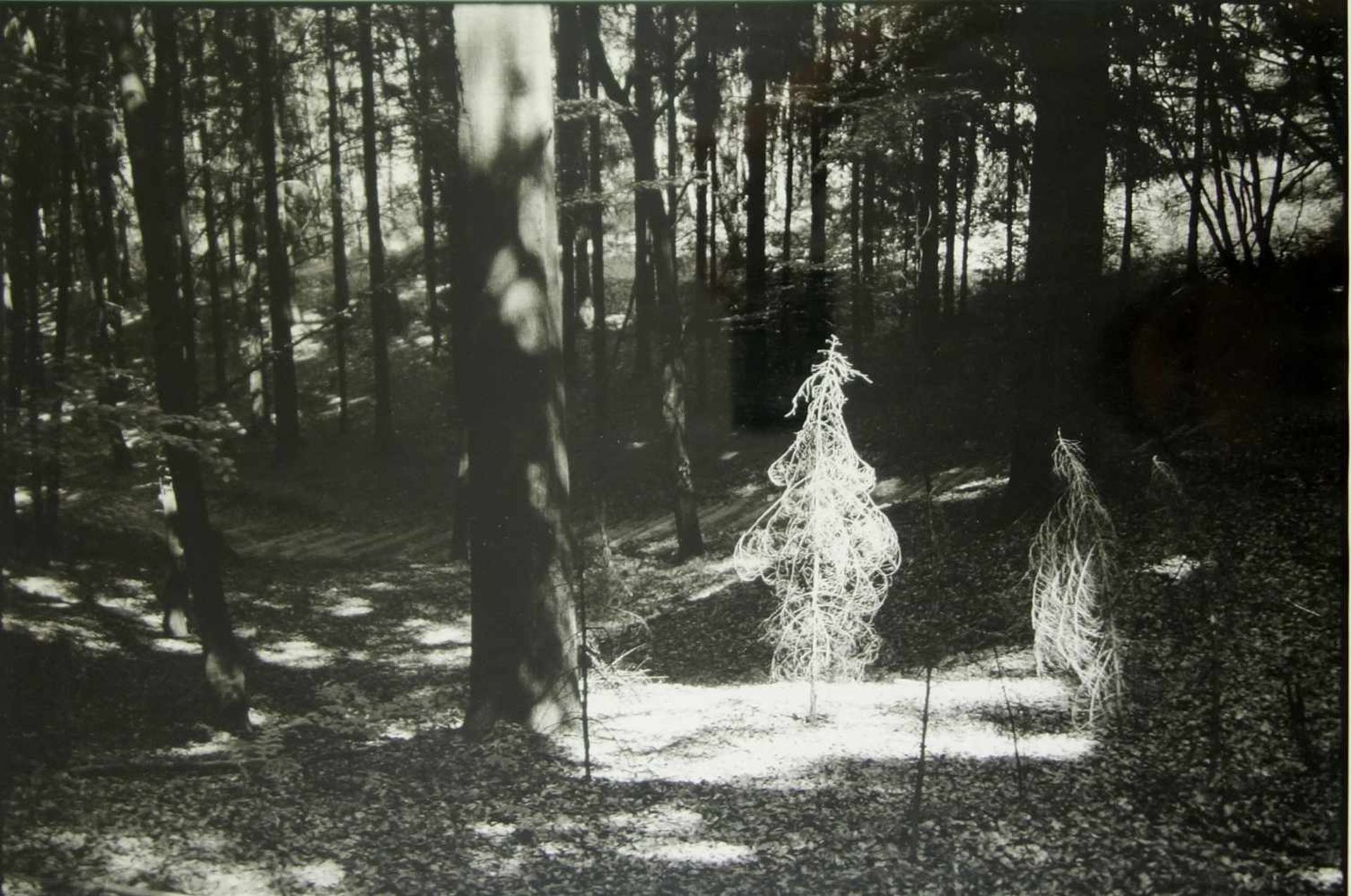 SW-Fotografie "Waldlichtung", 1970er Jahre, HB 26,3*38,3cm, verglast gerahmt auf grünem Grund, HB