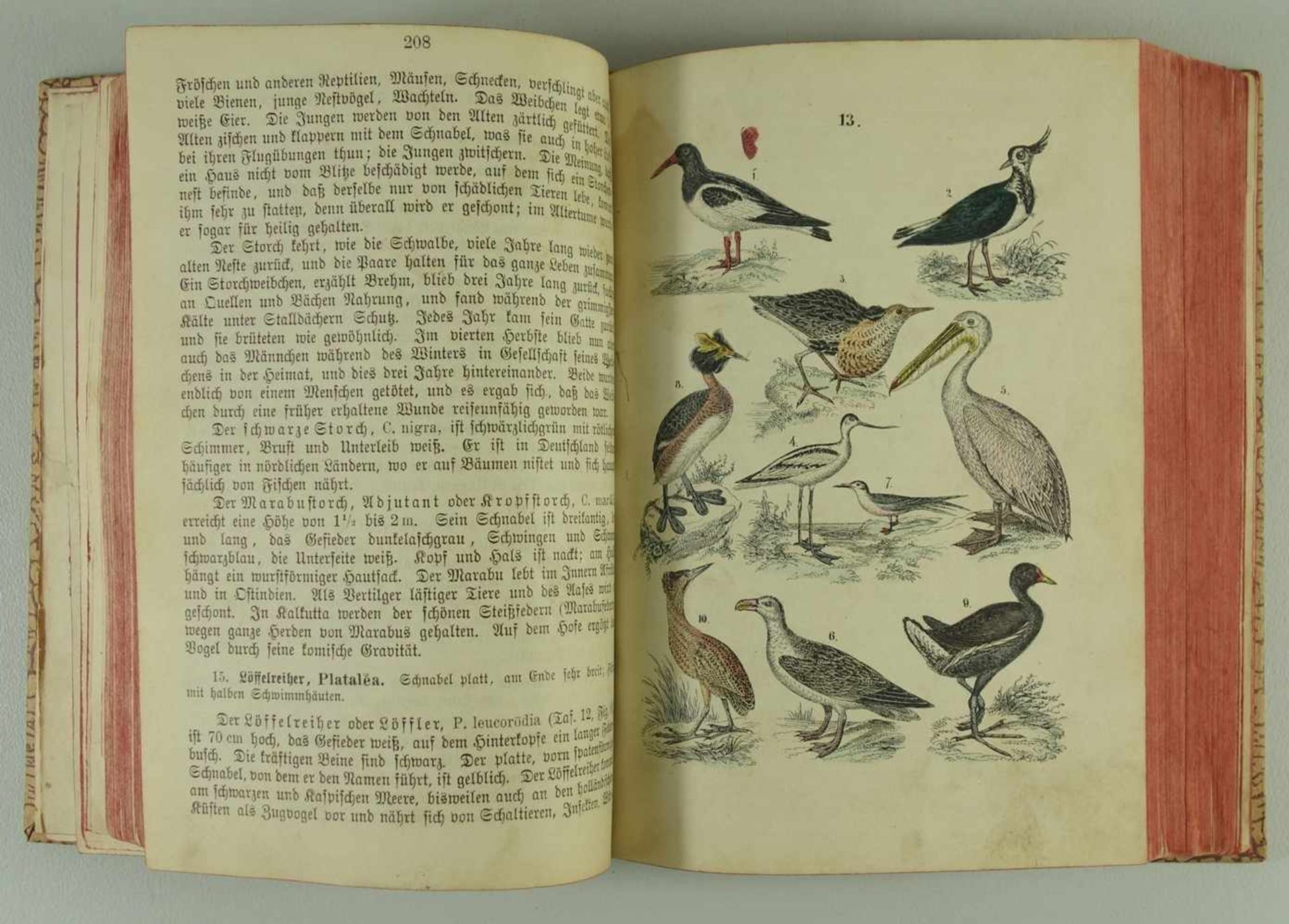 F.Martin´s Naturgeschichte für die Jugend, von C.F.A.Kolb, 10.Auflage, mit 321 Abb., Verlag von - Bild 2 aus 2