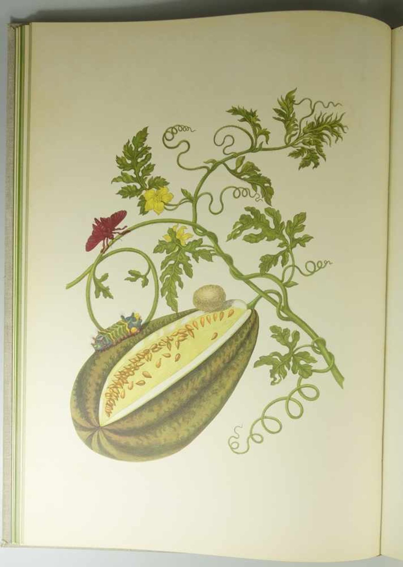 Maria Sibylla Merian, Metamorphosis Insectorum Surinamensium. Ofte Verandering der Surinaamsche - Bild 4 aus 4