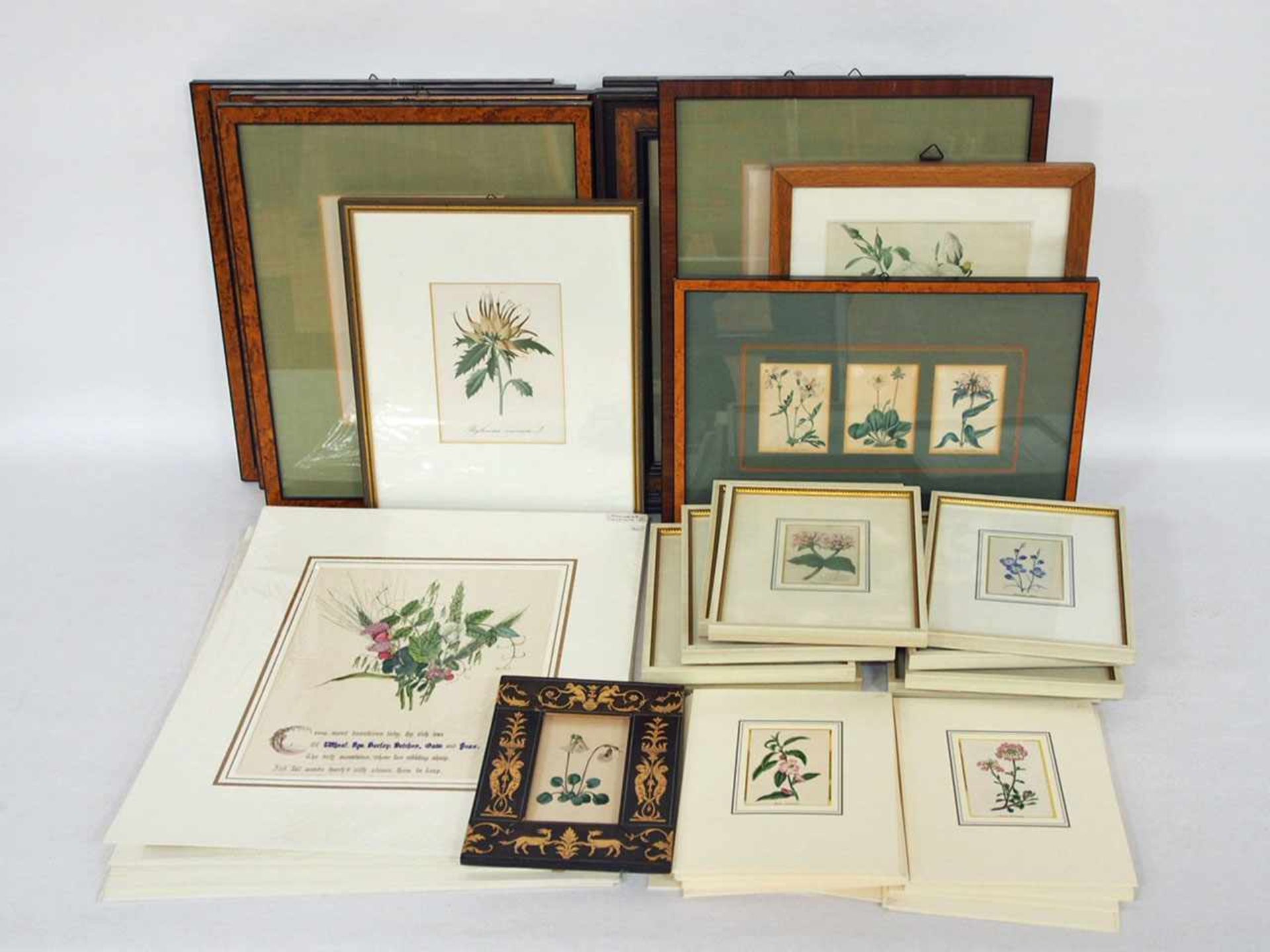 Großes Konvolut Graphik 19. JahrhundertPflanzen und Insekten, zumeist Lithographien und Stahlstiche,