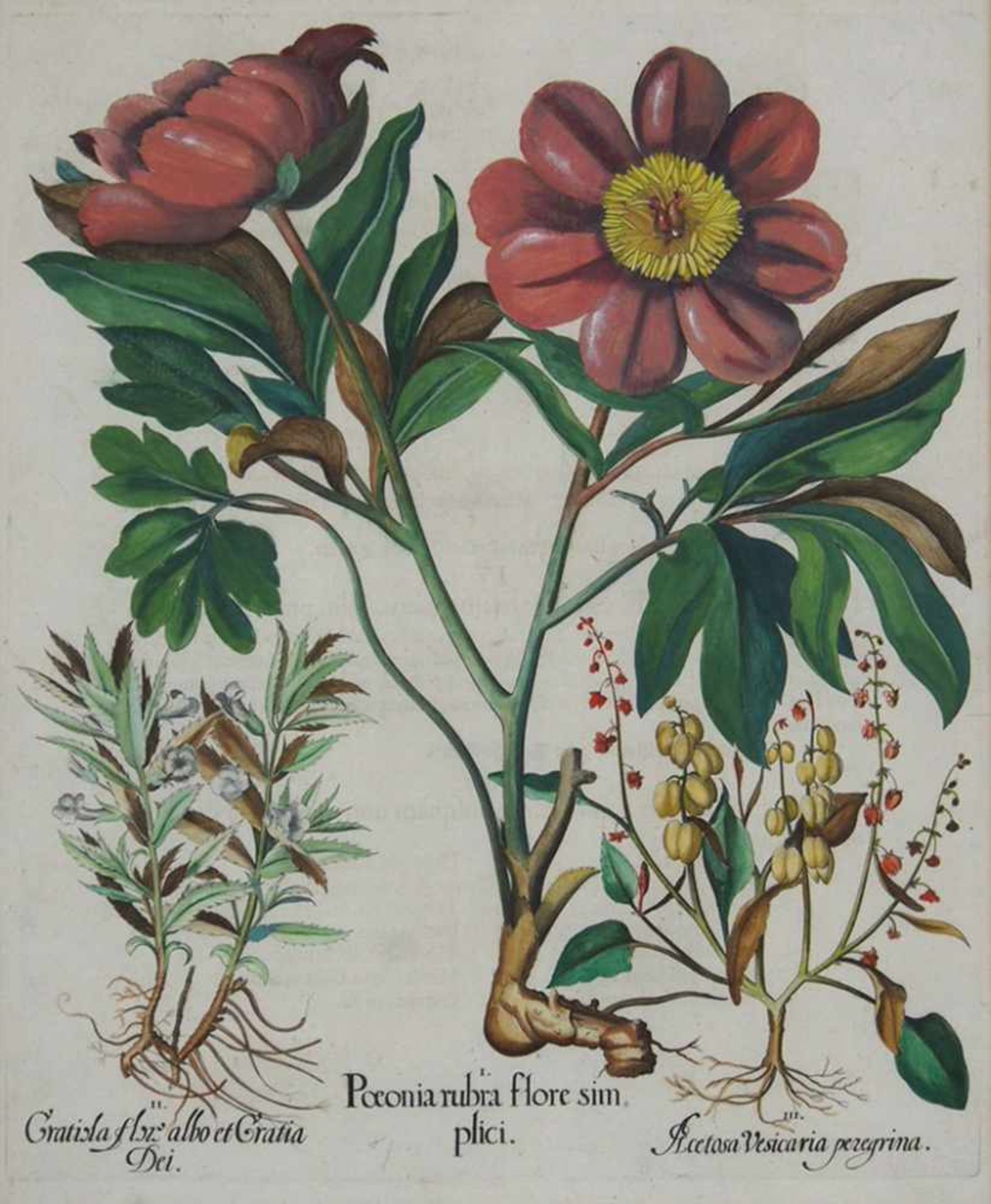 BESLER, Basilius1561-1629Zwei Blatt aus dem Hortus EystettensisPfingstrose, Gnadenkraut, Sauerampfer - Bild 2 aus 3