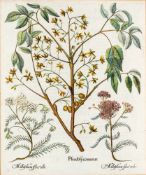 Botanisches BlattNürnberg, 17. Jh. Kupferstich. "Pseudosycomorus" Chinesischer Holunder oder