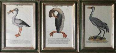 Drei kolorierte Holzschnitte von Vögeln, 18. Jh., aus dem dritten Buch (Lib.III): De Grue, De Mergis