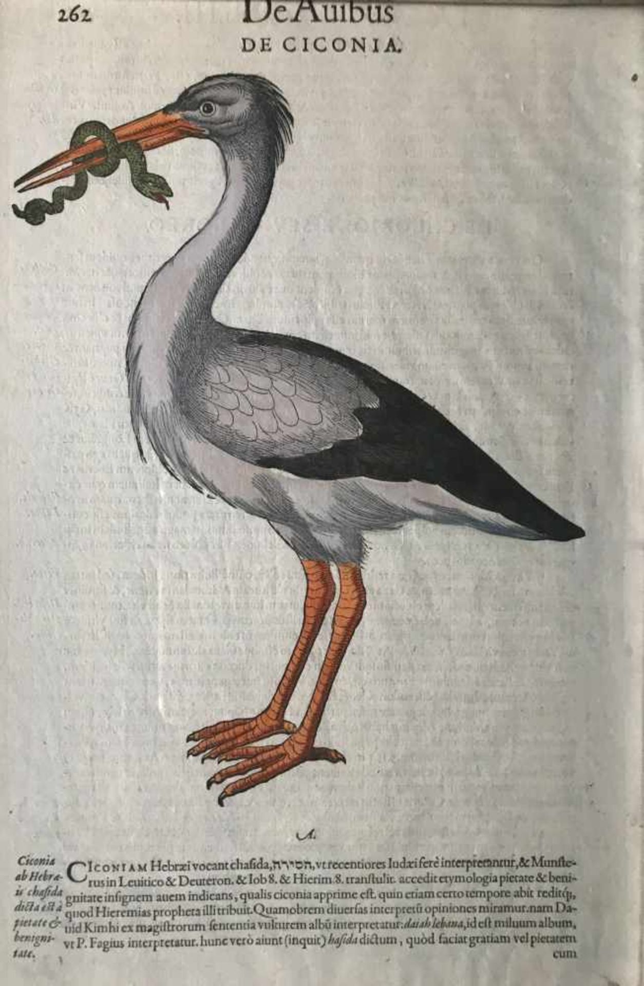 Drei kolorierte Holzschnitte von Vögeln, 18. Jh., aus dem dritten Buch (Lib.III): De Grue, De Mergis - Bild 4 aus 7