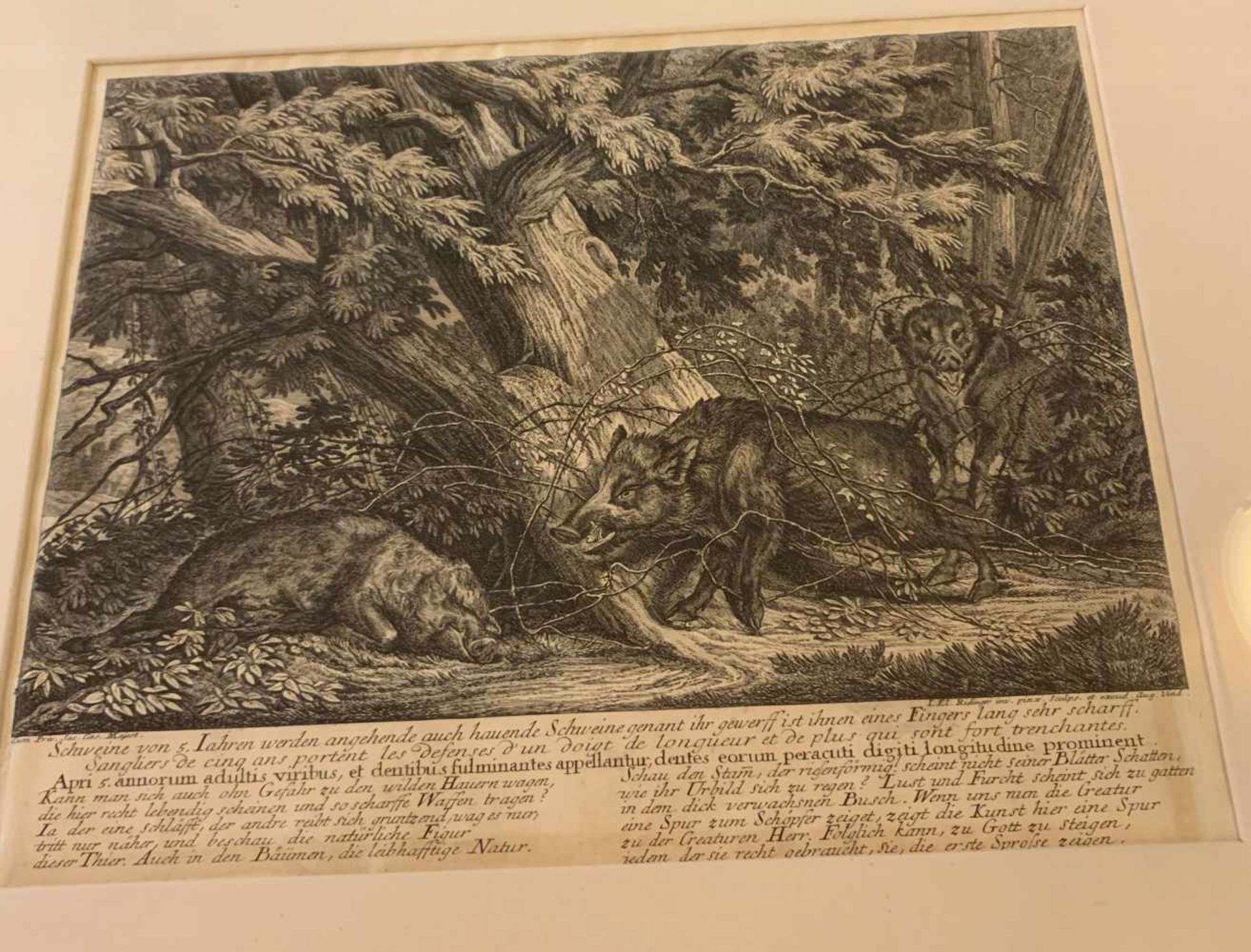 Konvolut, Sammlungsauflösung. 6 x Johann Elias Ridinger (1698 - 1767). 1 x Kupferstich: Der - Bild 7 aus 8
