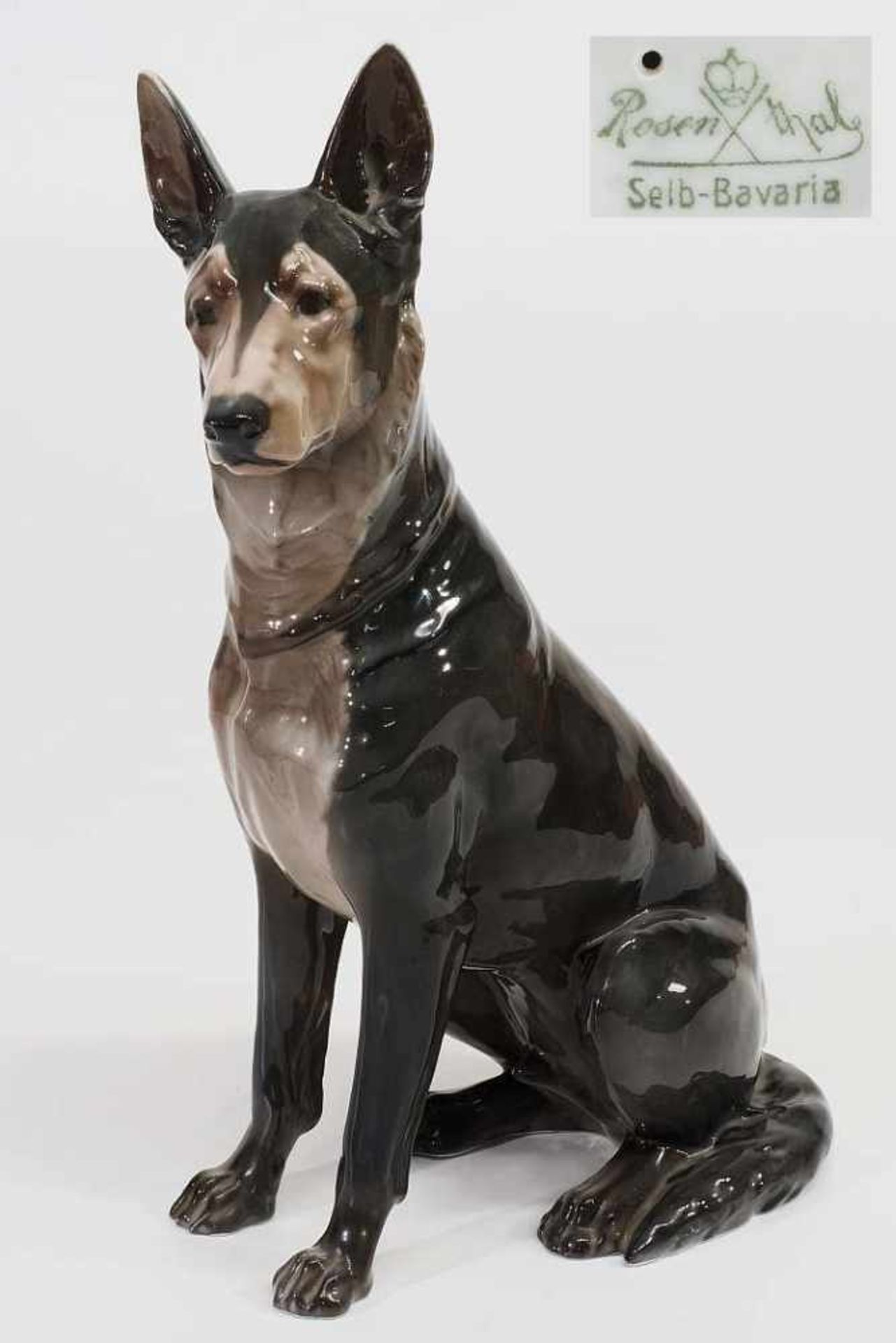 DILLER; Fritz. Sitzender Deutscher Schäferhund. ROSENTHAL Selb Bavaria. DILLER; Fritz. Sitzender