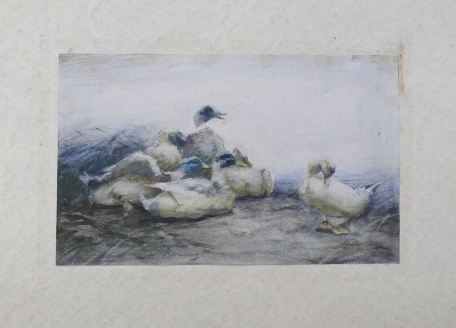 Koester, Alexander (1864 Bergneustadt - 1932 München)"6 Enten am Schilfufer"; Aquarell; ca. 14 x - Bild 3 aus 7