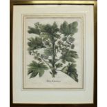 Hortus Eystettensis (Basilius Besler, 1561 - 1629)"Malua Arborescens (Große Strauchpappel)"; um