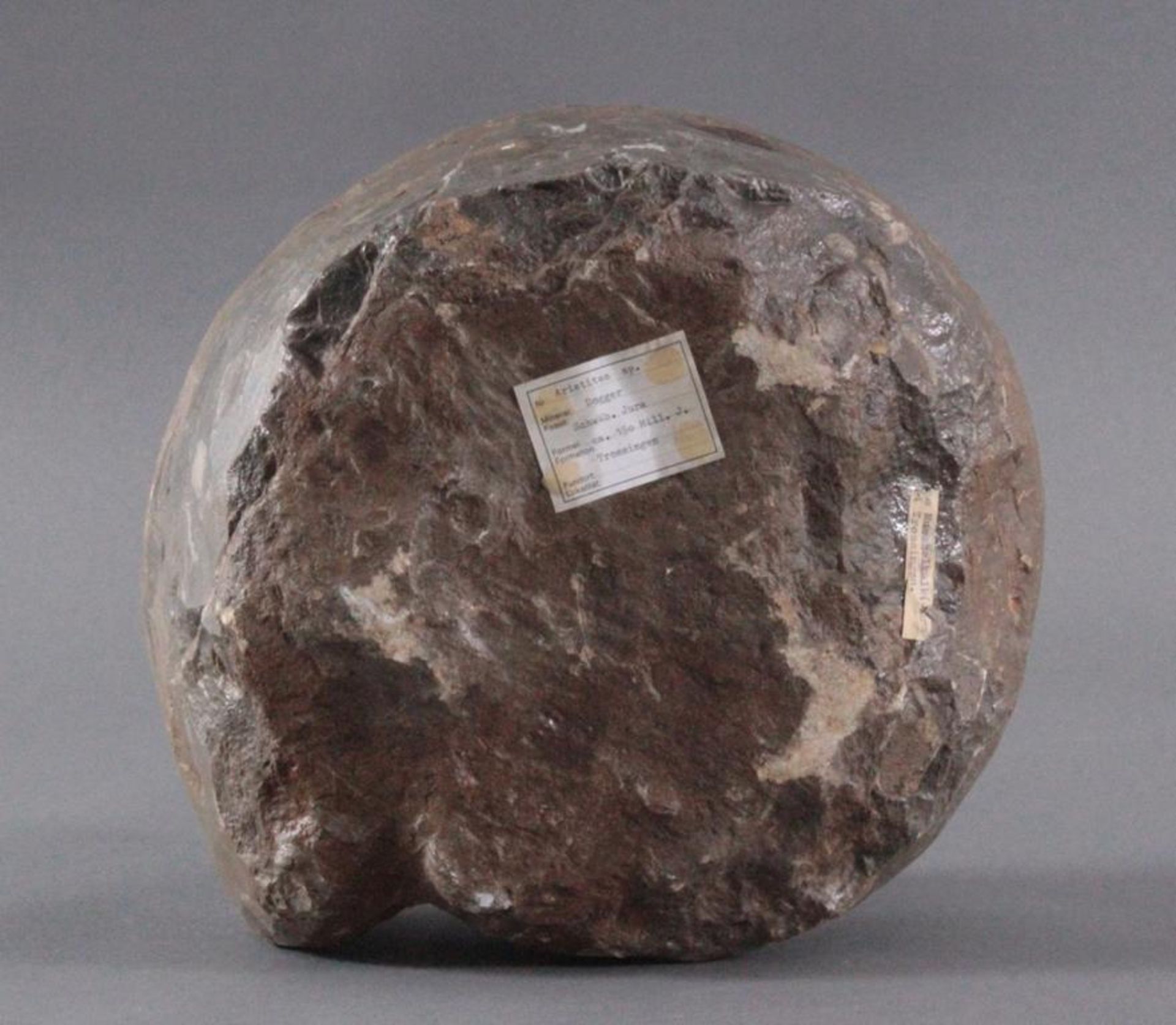 Sehr großer Ammonit, Durchmesser 33 cm, Museal, ArietitesMineral: Dogger, Schwäb. Jura, ca. 150 - Bild 4 aus 4
