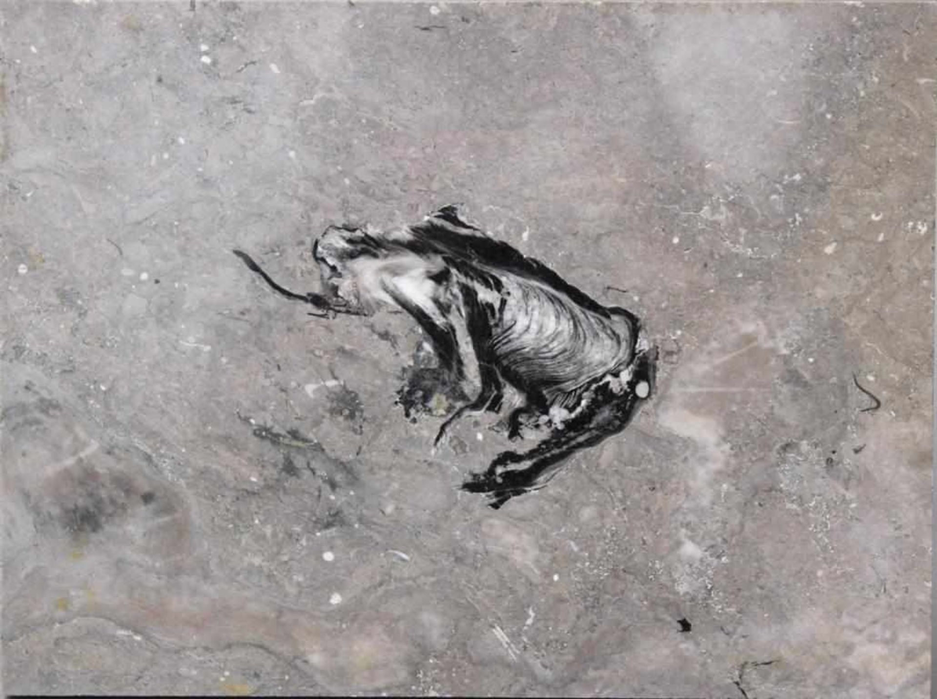 Fossil eines FroschesAbsolut rares Fossil in Museumsqualität. Plattengröße ca. 37 x 27,5 cm,