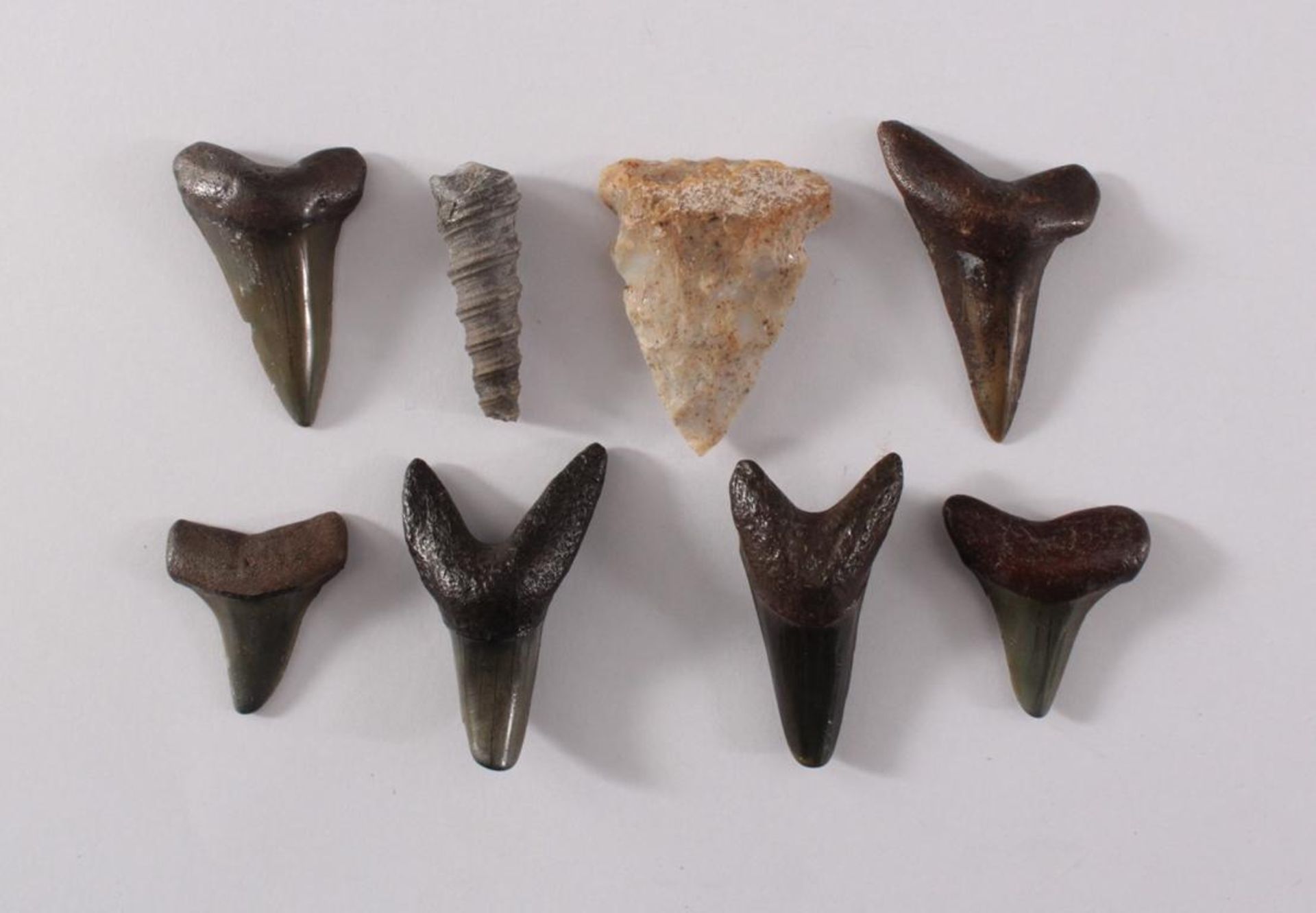 Lot von 6 kleinen versteinerten Haifisch-Zähnen, 1 Schnecke und PfeilspitzeNeolitisch, ca. 60 Mio.