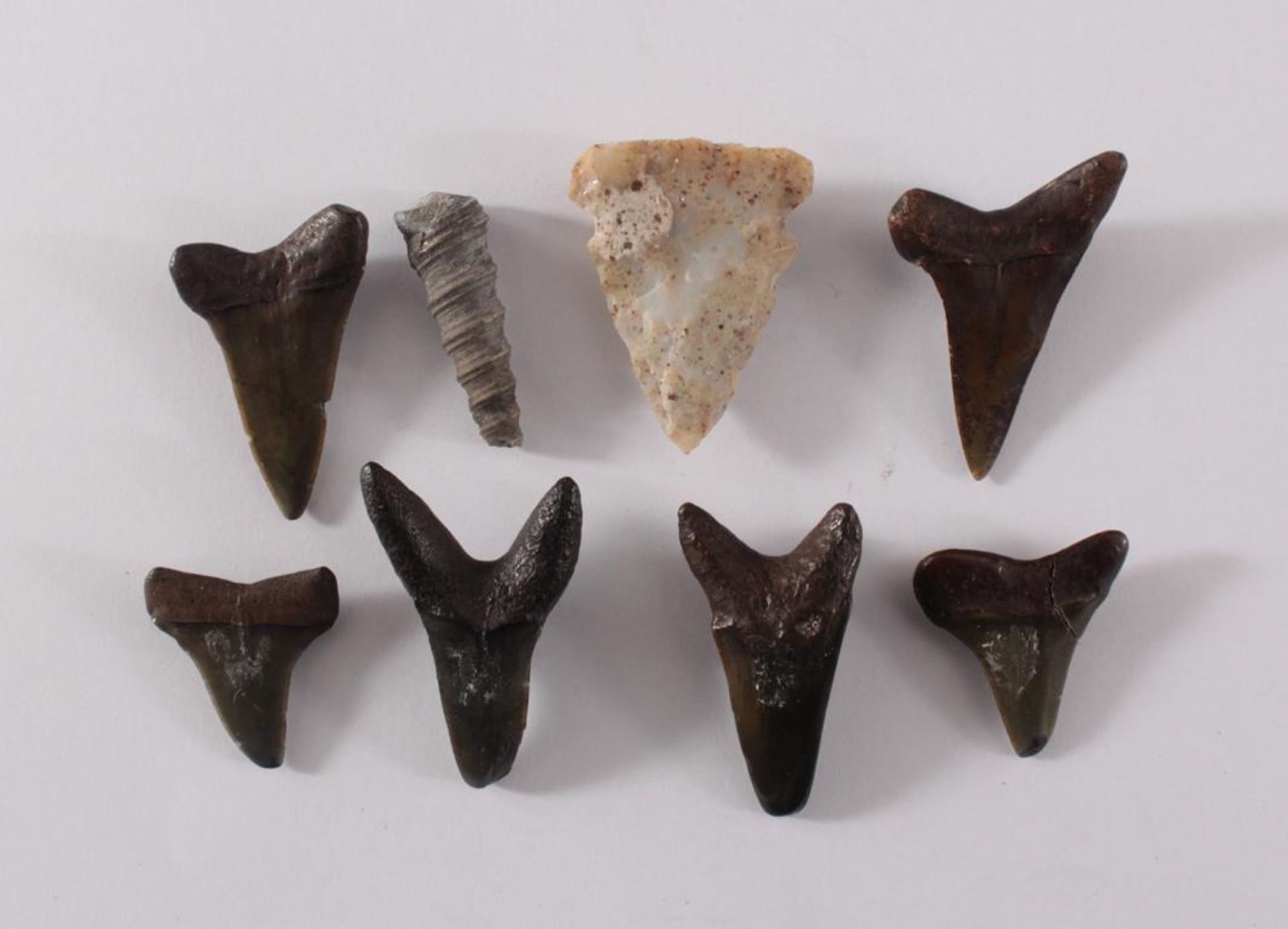 Lot von 6 kleinen versteinerten Haifisch-Zähnen, 1 Schnecke und PfeilspitzeNeolitisch, ca. 60 Mio. - Image 2 of 2
