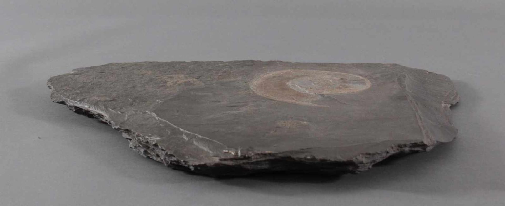 Fossilienplatte AmmonitBezeichnung: Dactylioceras. Alter: ca. 180 Mio Jahre alt.Größe: ca. 55 x 43 - Bild 3 aus 5
