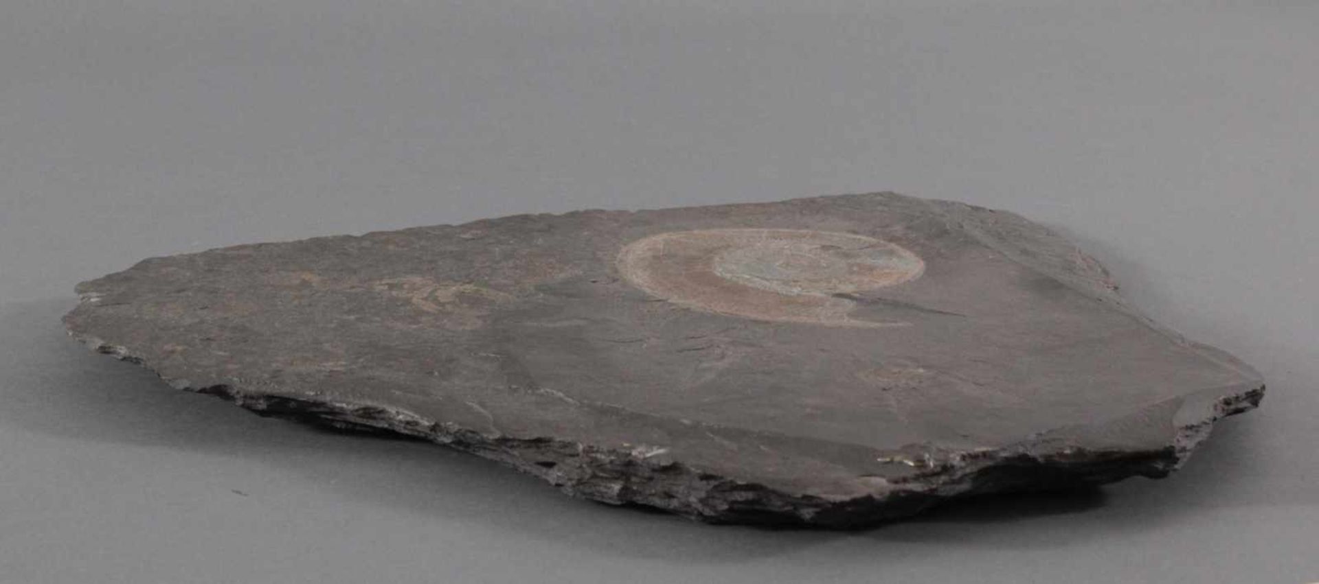 Fossilienplatte AmmonitBezeichnung: Dactylioceras. Alter: ca. 180 Mio Jahre alt.Größe: ca. 55 x 43 - Bild 4 aus 5