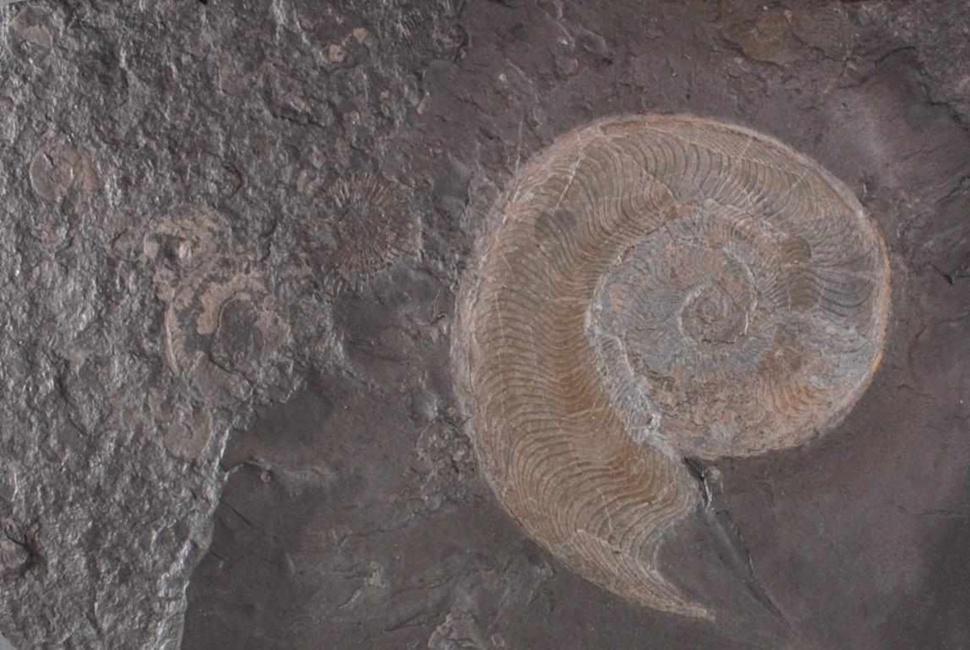 Fossilienplatte AmmonitBezeichnung: Dactylioceras. Alter: ca. 180 Mio Jahre alt.Größe: ca. 55 x 43 - Bild 2 aus 5