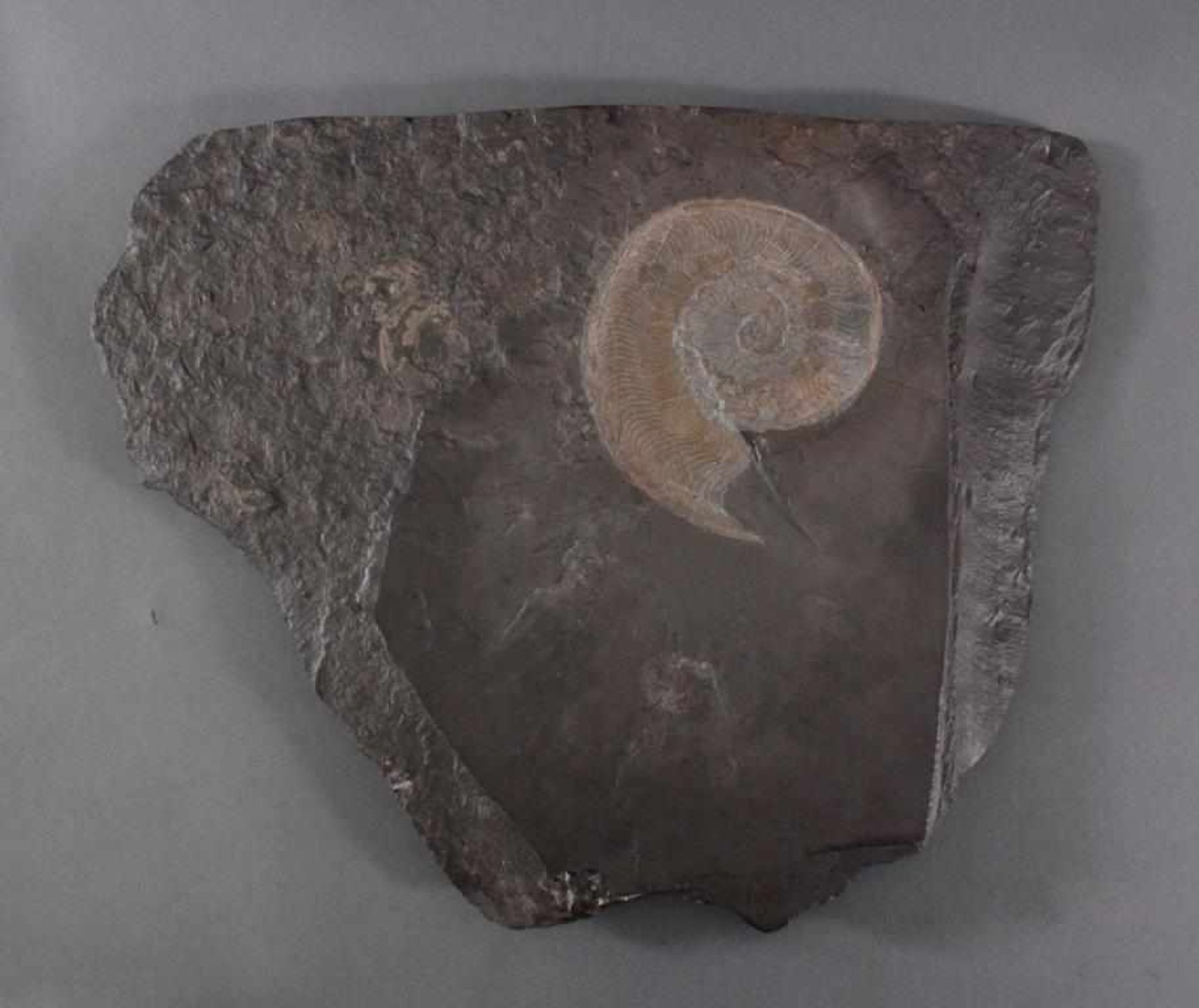 Fossilienplatte AmmonitBezeichnung: Dactylioceras. Alter: ca. 180 Mio Jahre alt.Größe: ca. 55 x 43