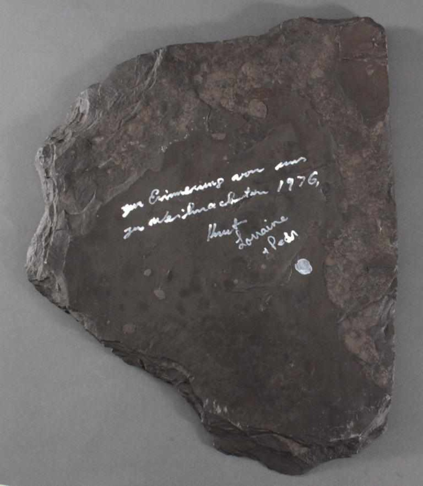 Fossilienplatte AmmonitBezeichnung: Dactylioceras. Alter: ca. 180 Mio Jahre alt.Größe: ca. 55 x 43 - Bild 5 aus 5