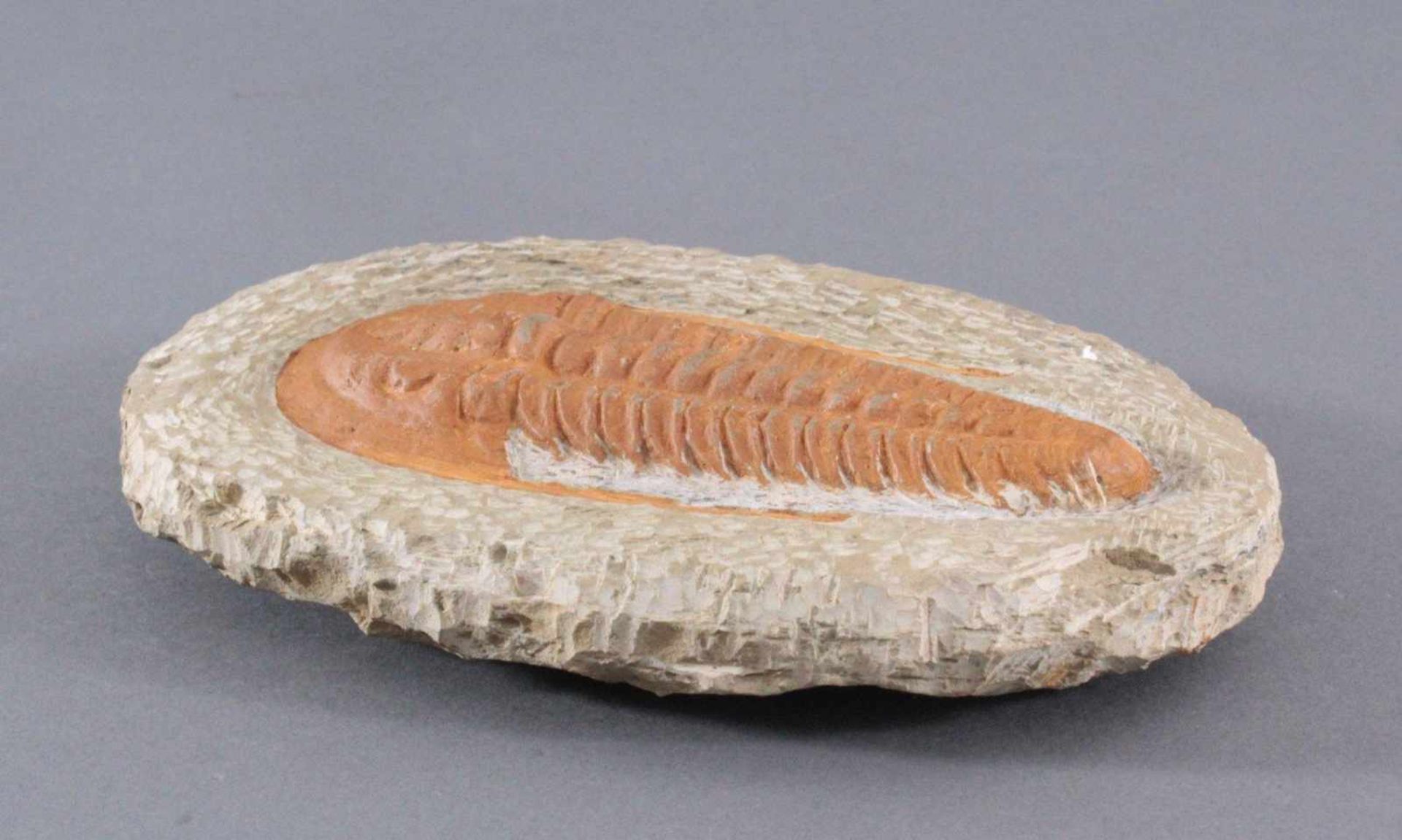 Trilobit in MuttergesteinCa. 400 Millionen Jahre, ca.4 x 22 x 14 cm, 1,65 kg - Bild 3 aus 4