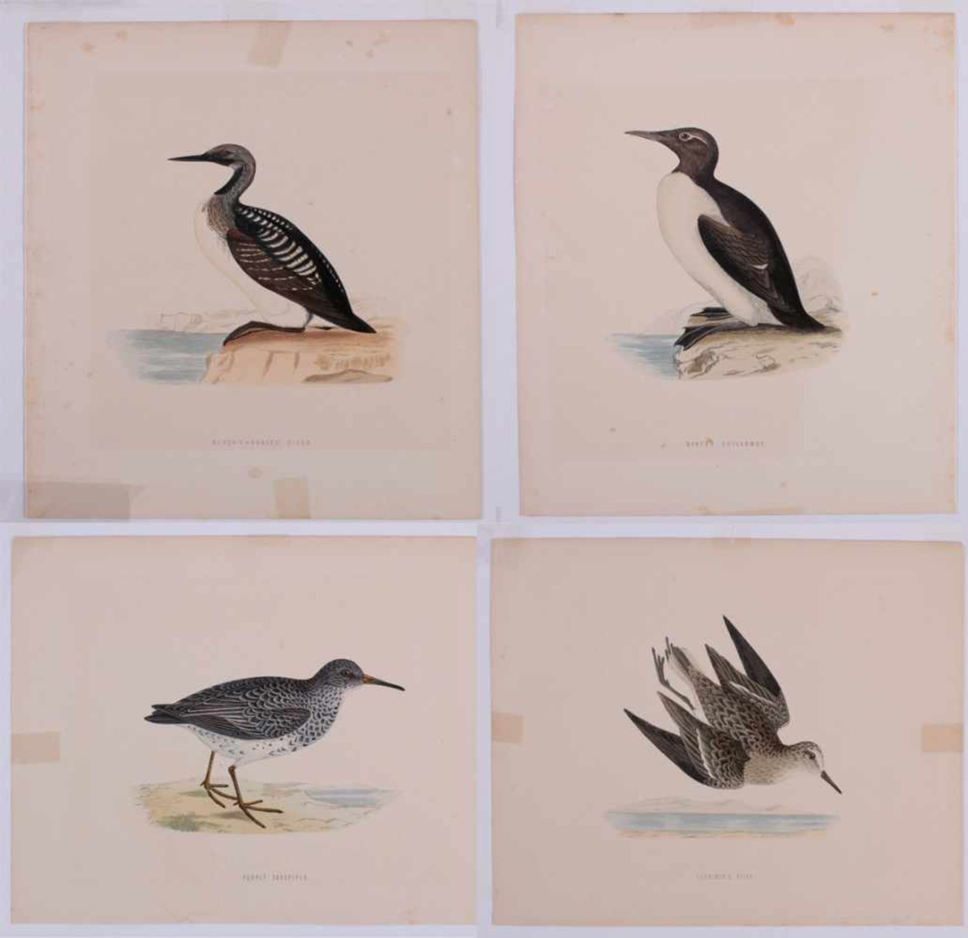"Vögel" von F.O. MorrisStrandläufer - Prachttaucher - Meerstrandläufer und Alkenvogel. 4