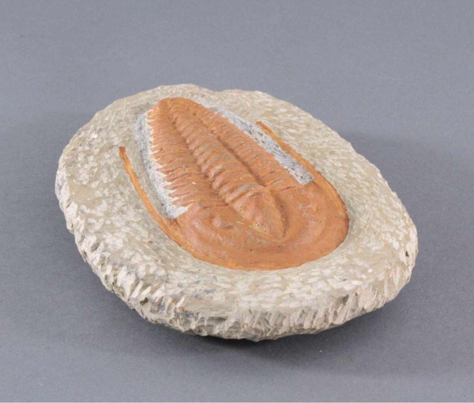 Trilobit in MuttergesteinCa. 400 Millionen Jahre, ca.4 x 22 x 14 cm, 1,65 kg - Bild 2 aus 4
