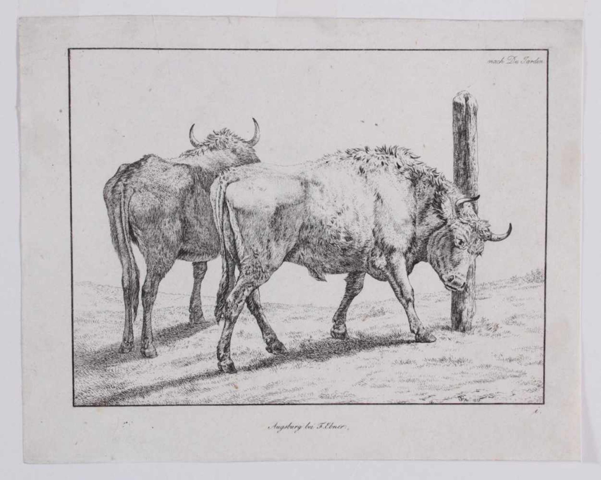 Karel Djuardin (Amsterdam 1622 - 1678 Venedig)Zwei weidende Bullen. Radierung um 1800 von - Bild 2 aus 3