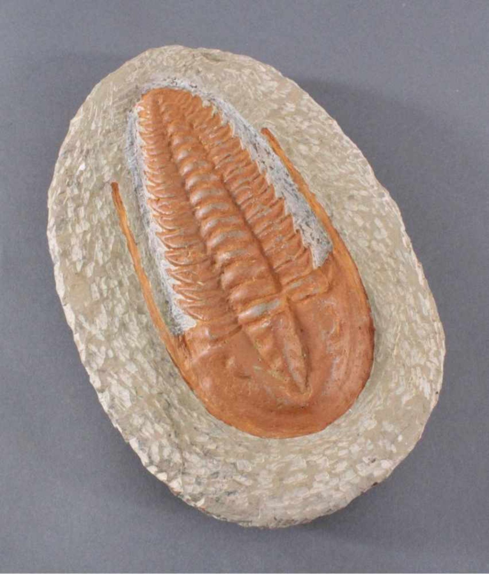 Trilobit in MuttergesteinCa. 400 Millionen Jahre, ca.4 x 22 x 14 cm, 1,65 kg