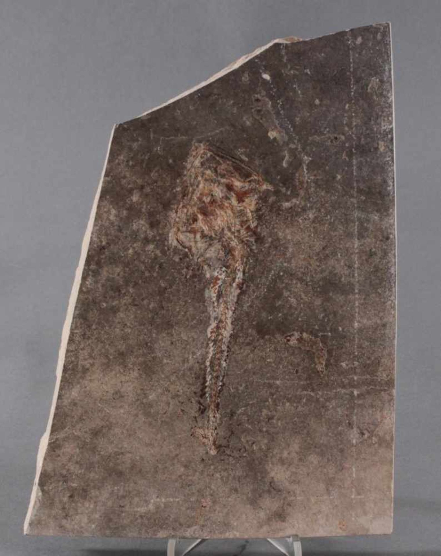 Sandsteinplatte mit fossilen FischenAuf beiden Seiten, ca. Länge der Fische 5,5 cm, und 17 cm. - Bild 3 aus 3