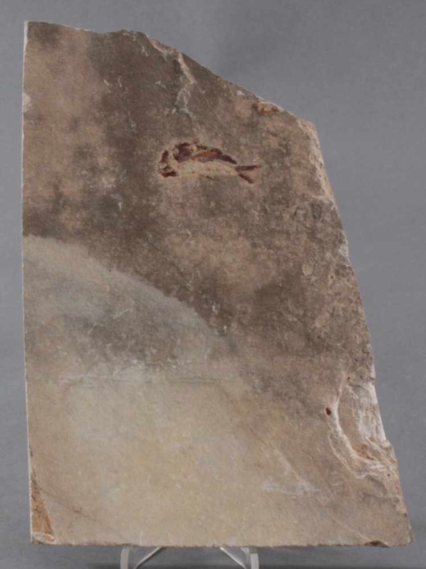Sandsteinplatte mit fossilen FischenAuf beiden Seiten, ca. Länge der Fische 5,5 cm, und 17 cm. - Bild 2 aus 3