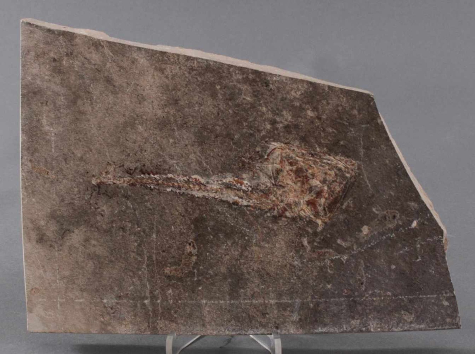 Sandsteinplatte mit fossilen FischenAuf beiden Seiten, ca. Länge der Fische 5,5 cm, und 17 cm.