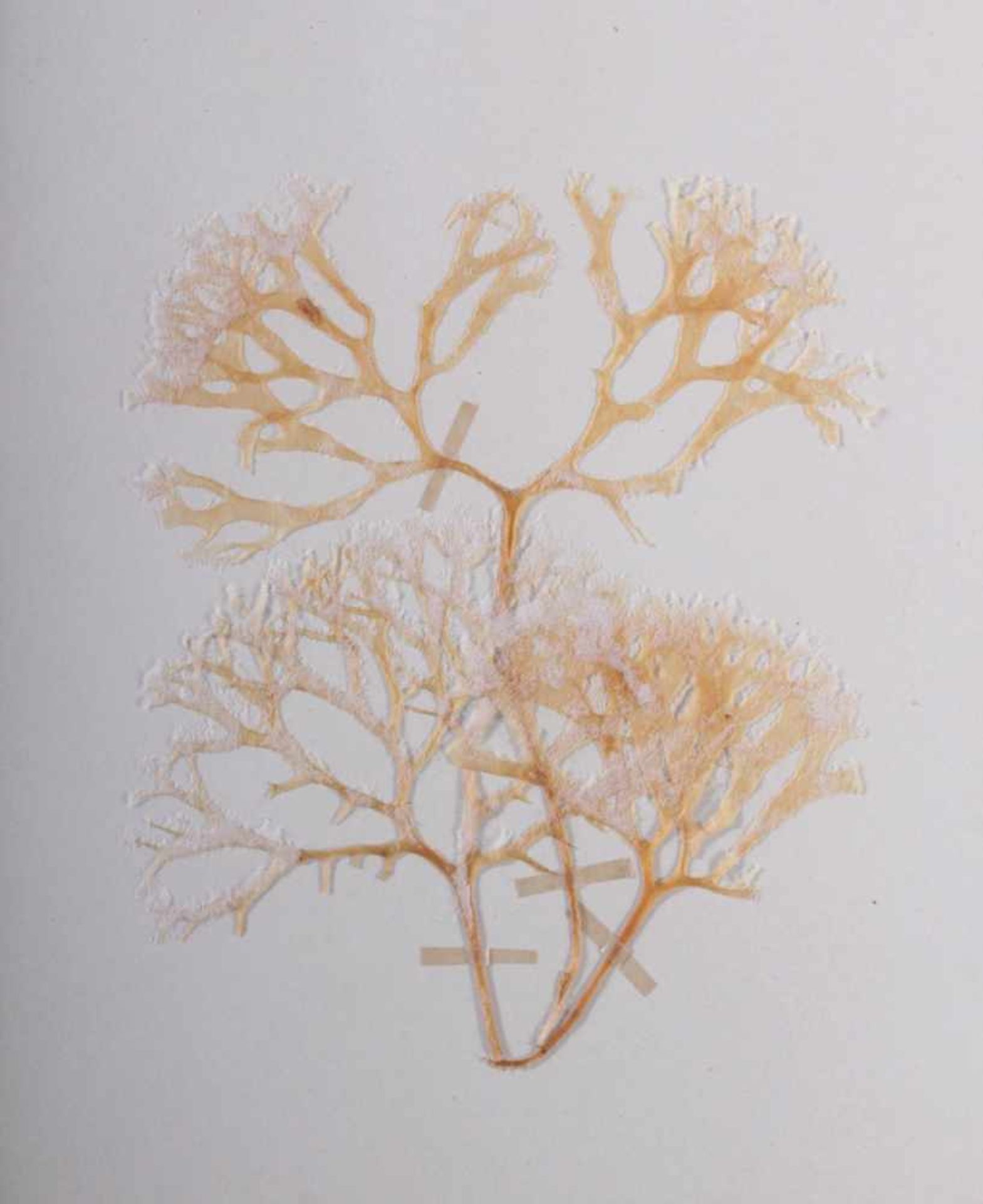 Herbarium, selbstgestaltete Mappe mit getrockneten Pflanzen, hier die Nr. 1, 1. Hälfte 20. Jh. - Image 4 of 5