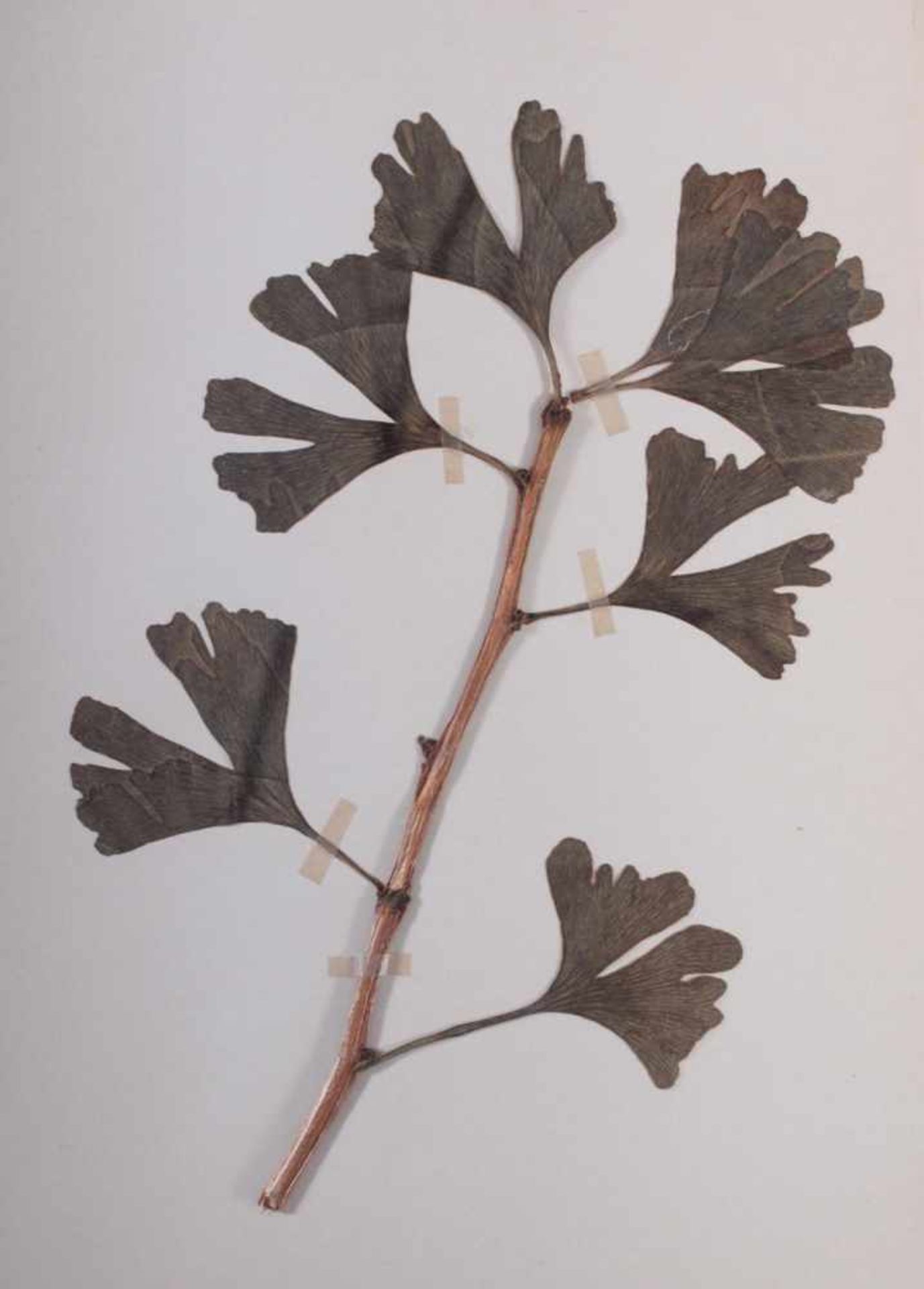 Herbarium, selbstgestaltete Mappe mit getrockneten Pflanzen, hier die Nr. 1, 1. Hälfte 20. Jh. - Image 2 of 5