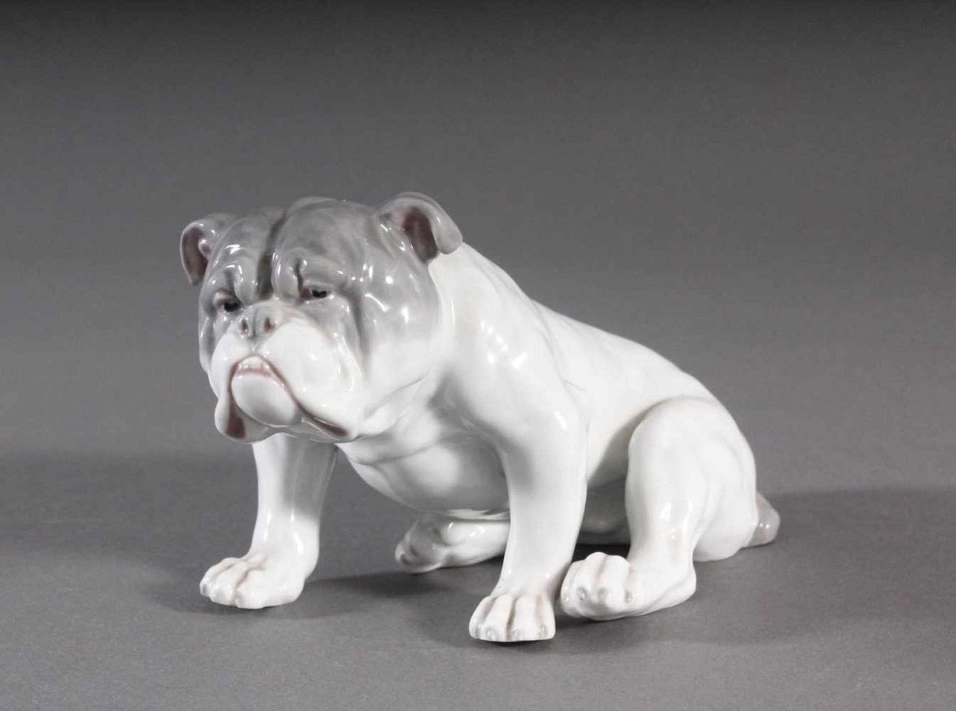 Bulldogge, Porzellanmanufaktur HeubachPorzellan um 1920, Gebrüder Heubach/Lichte, grüne