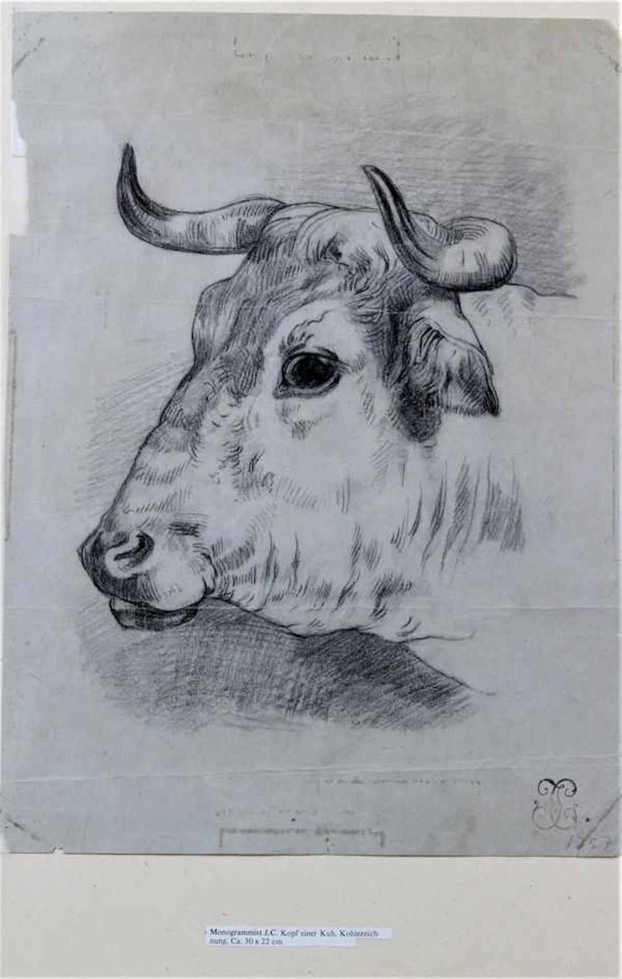 Englischer Künstler des 18.Jhd." Kopf einer Kuh " Kohle auf Papier r.u. Sammlerstempel Maße: ca.