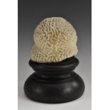 Natural History - a brain coral specimen, mounted for display,