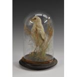 Taxidermy - an albino blackbird, naturalistically mounted amongst moss and grasses, glass dome,