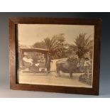 Photography - Madiera - a 19th century photograph, of an ox-drawn carriage (carro de bois),