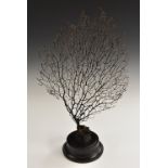 Natural History - a large black coral (antipatharia) specimen, mounted for display,